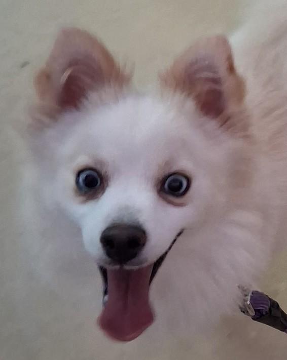 Gidget, ADOPTABLE, Young Female Pomsky.