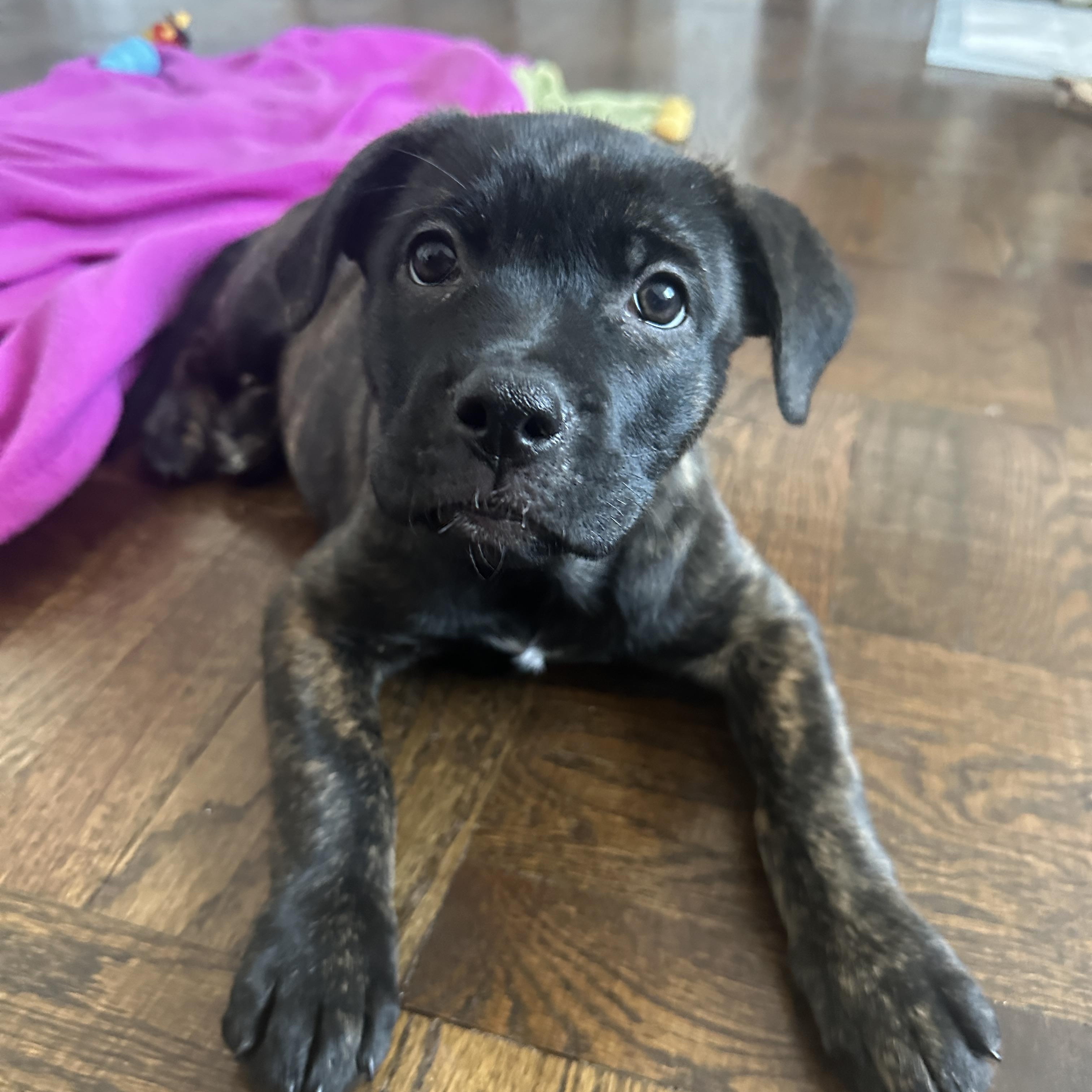 Enlarge Elora, a ADOPTABLE Mixed Breed in Mississauga, ON image 4/6