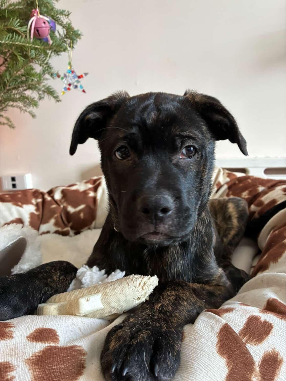 Enlarge Elora, a ADOPTABLE Mixed Breed in Mississauga, ON image 2/6