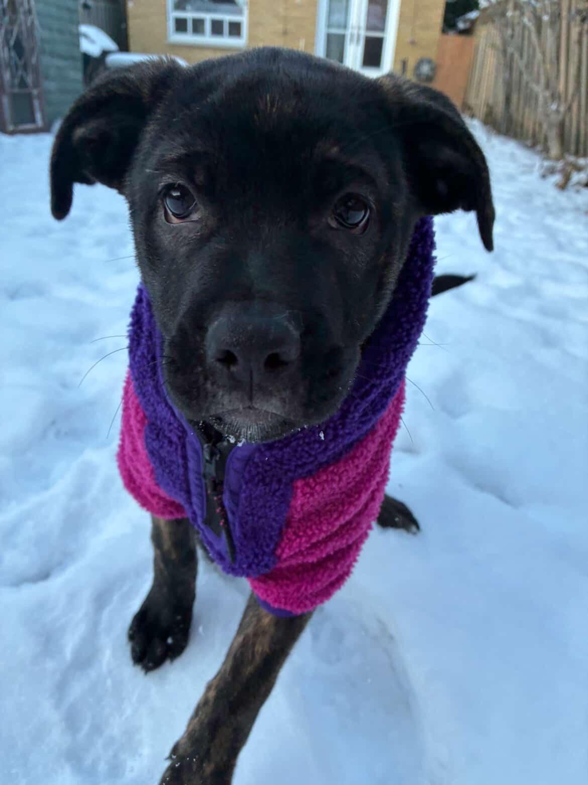 Enlarge Elora, a ADOPTABLE Mixed Breed in Mississauga, ON image 1/6