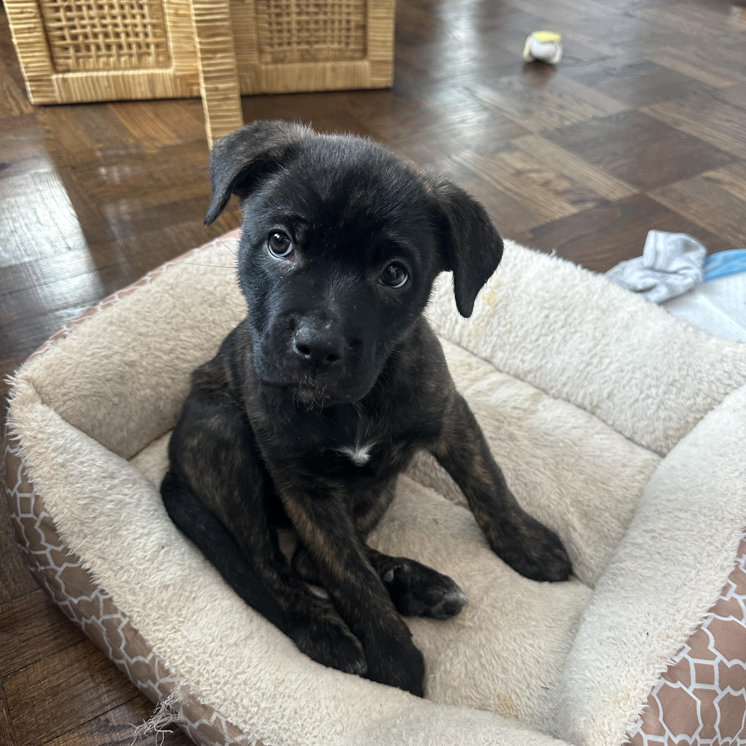 Enlarge Elora, a ADOPTABLE Mixed Breed in Mississauga, ON image 6/6