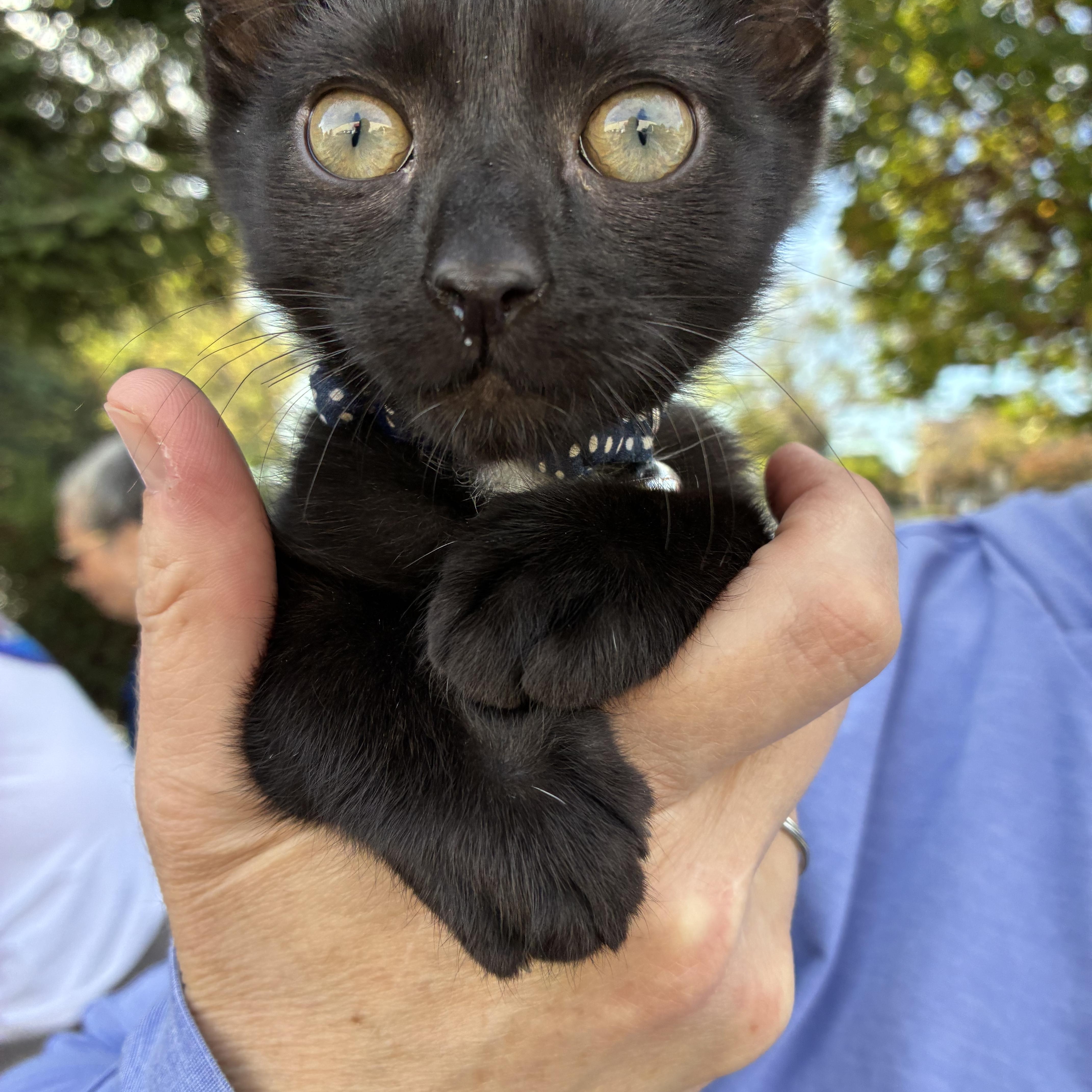 George, ADOPTABLE, Young Male Domestic Short Hair.
