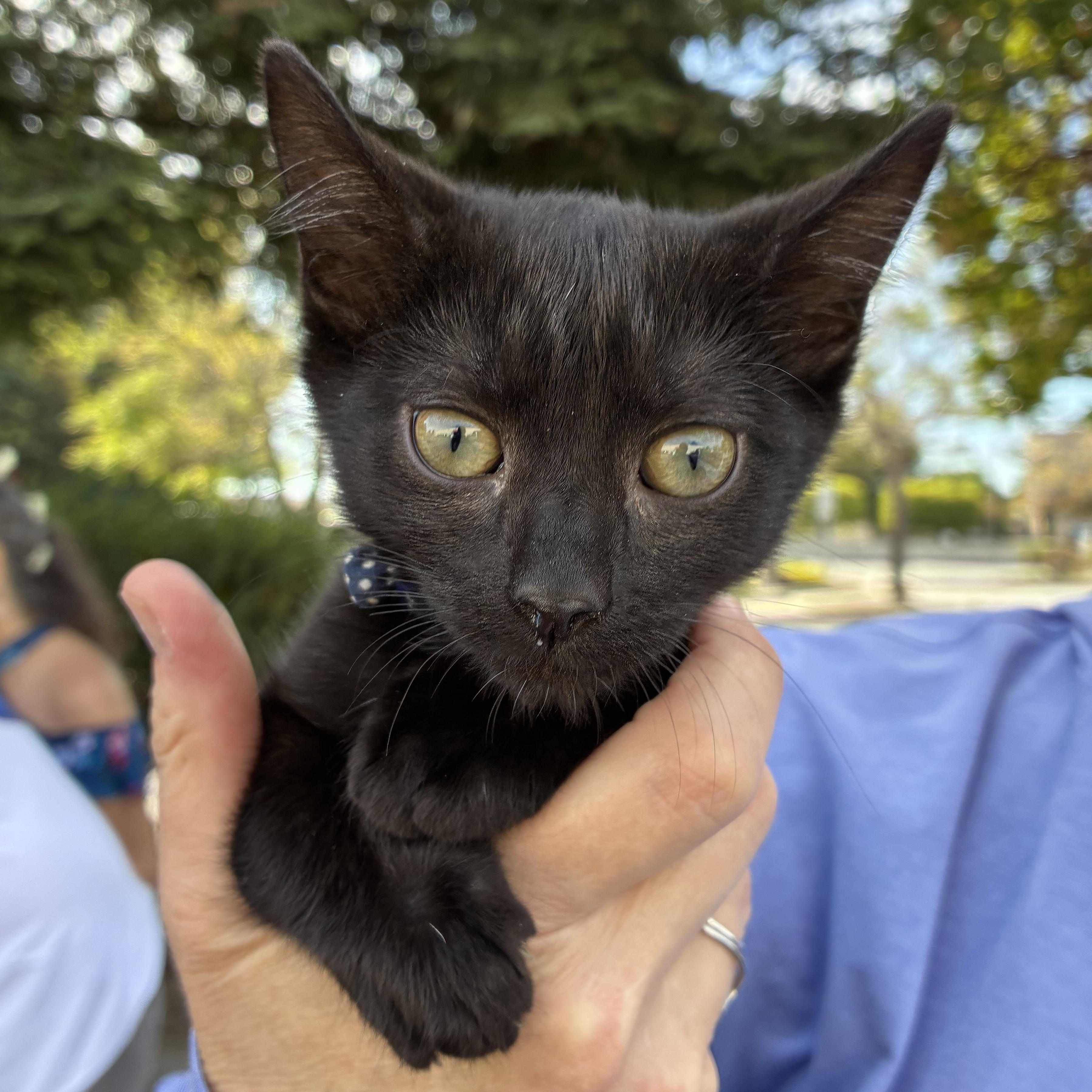 Enlarge George, a ADOPTABLE mixed breed in Santa Cruz, CA image 2/2