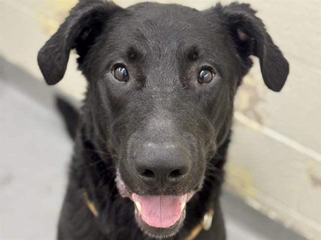 Enlarge CASH, a Adoptable mixed breed in Tacoma, WA image 1/1