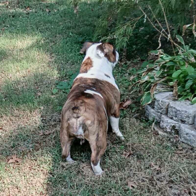 Enlarge Butter, a Adoptable English Bulldog in Southington, CT image 5/5