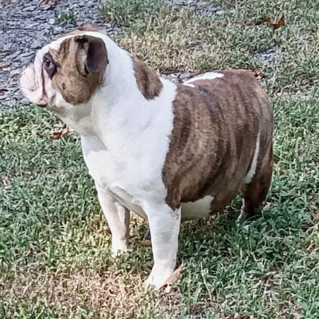 Enlarge Butter, a Adoptable English Bulldog in Southington, CT image 3/5