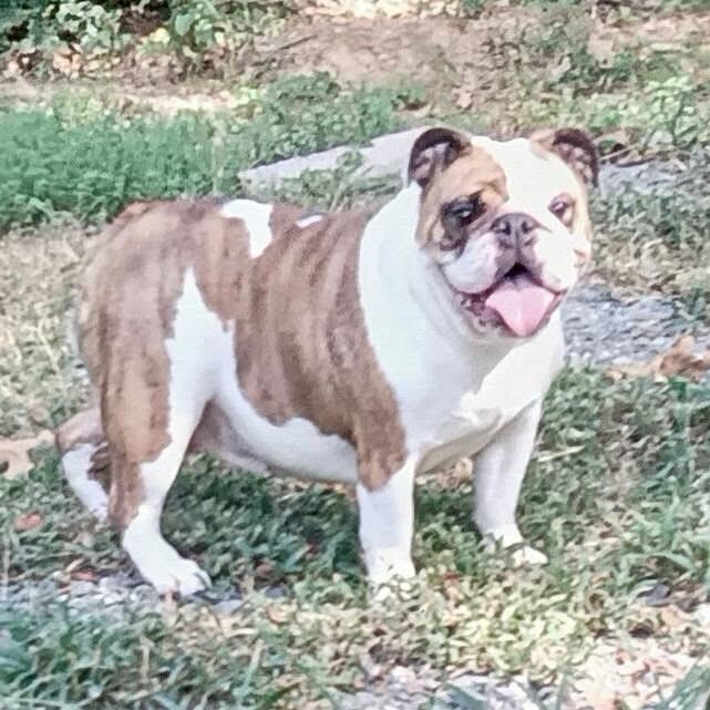 Enlarge Butter, a Adoptable English Bulldog in Southington, CT image 2/5