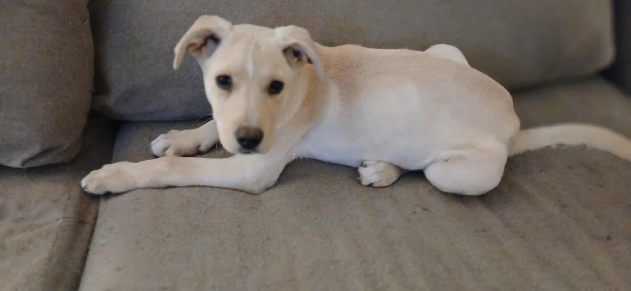 Enlarge Stevie, a ADOPTABLE Mixed Breed in Kenosha, WI image 6/6