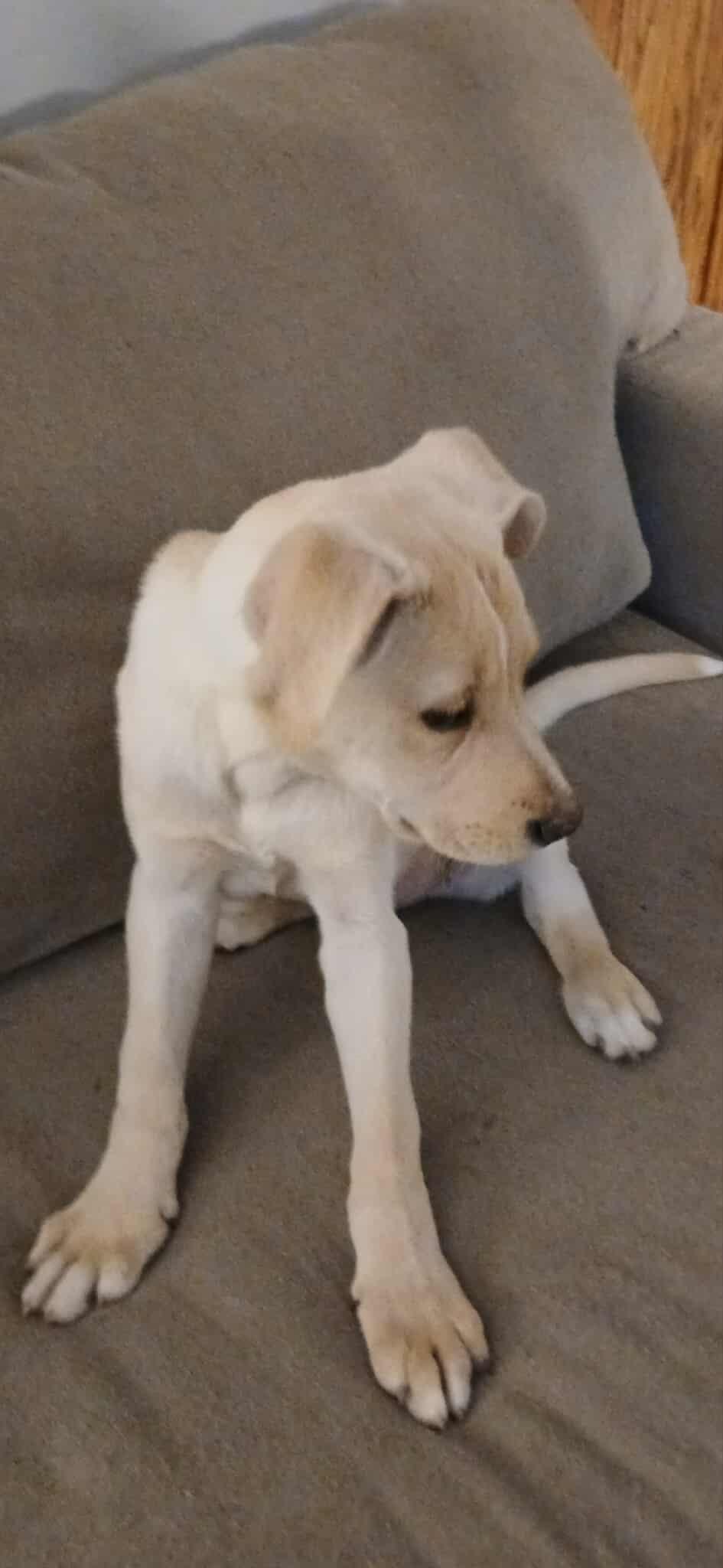 Enlarge Stevie, a ADOPTABLE Mixed Breed in Kenosha, WI image 5/6