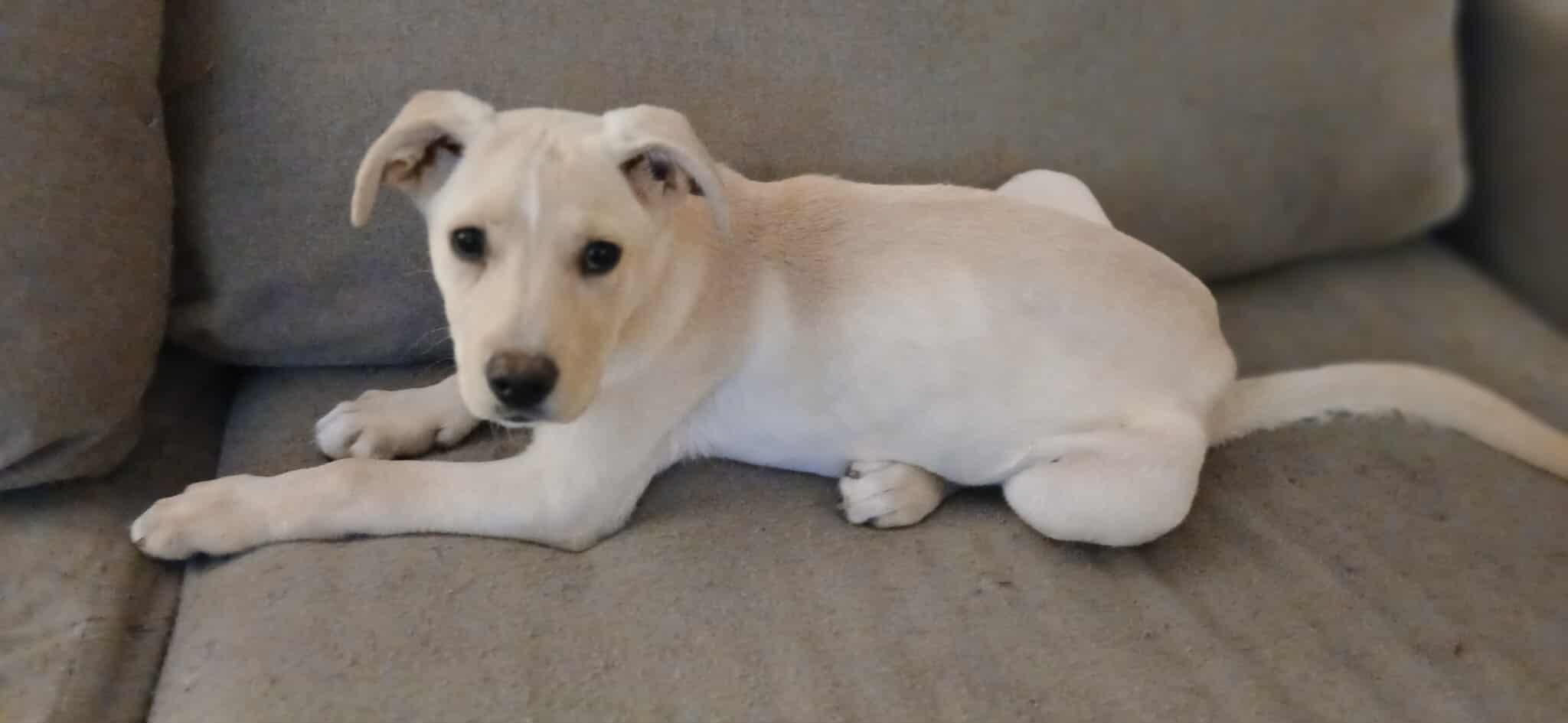 Enlarge Stevie, a ADOPTABLE Mixed Breed in Kenosha, WI image 4/6