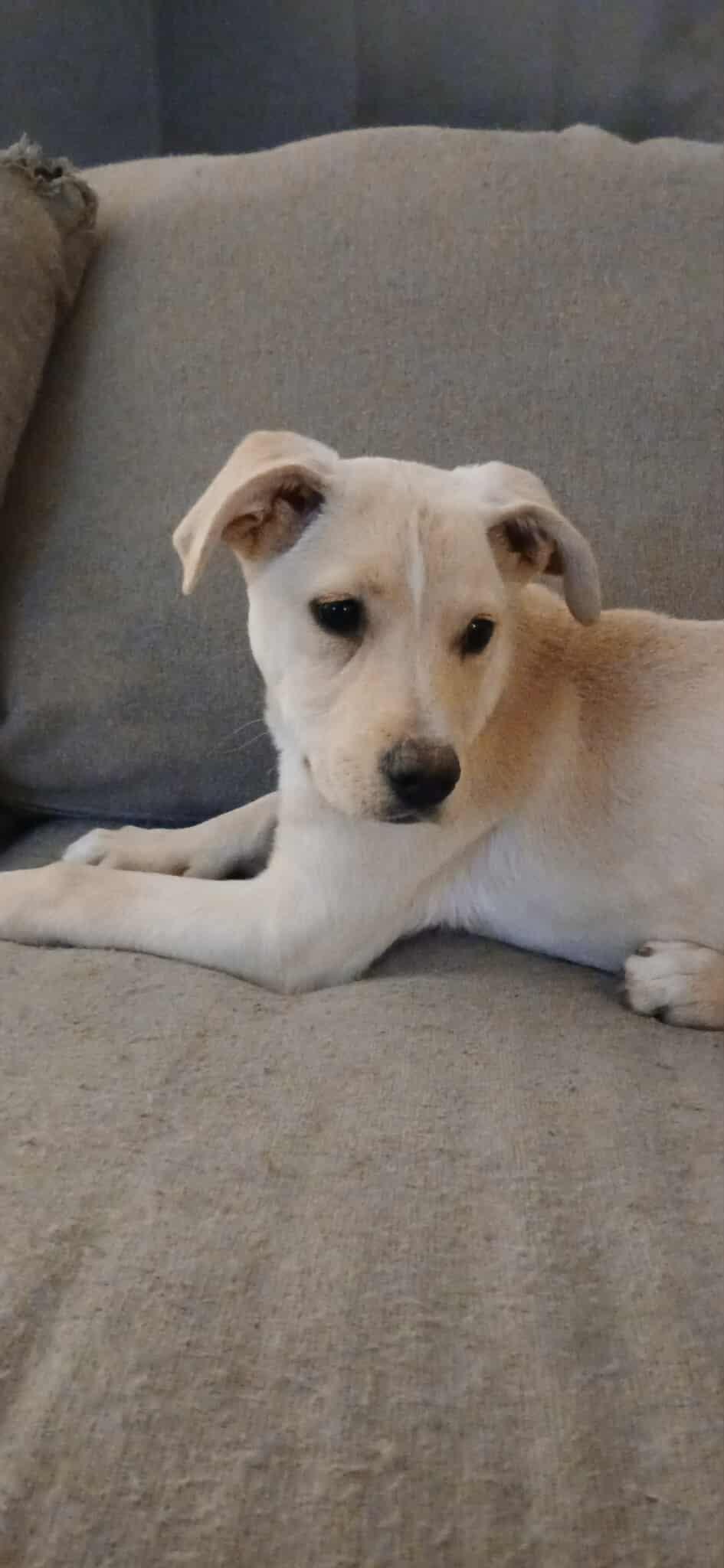 Enlarge Stevie, a ADOPTABLE Mixed Breed in Kenosha, WI image 3/6