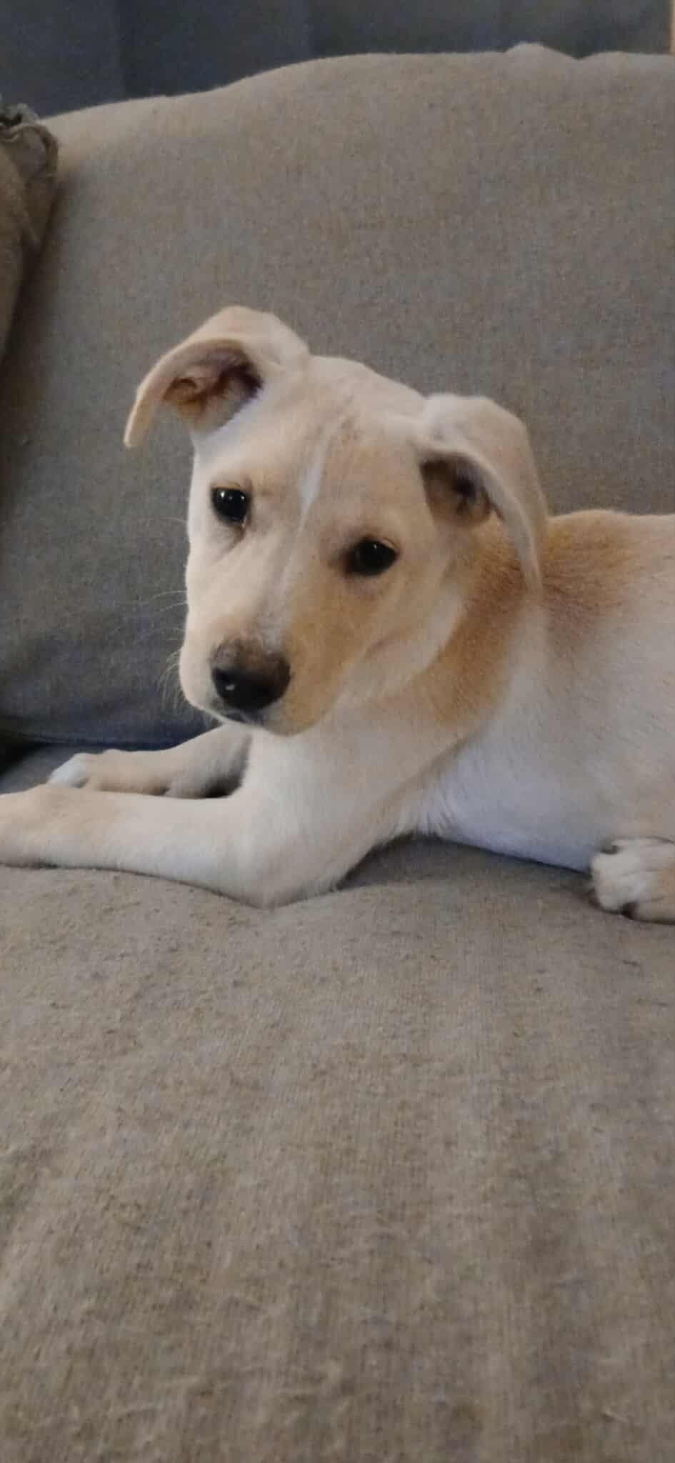 Enlarge Stevie, a ADOPTABLE Mixed Breed in Kenosha, WI image 2/6