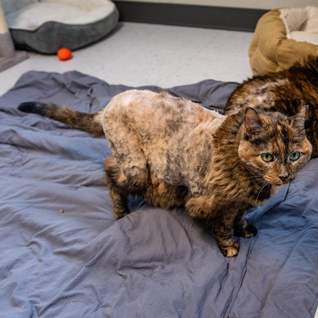 Sally *Bonded w/ Creepy*, Adoptable, Senior Female Domestic Short Hair.