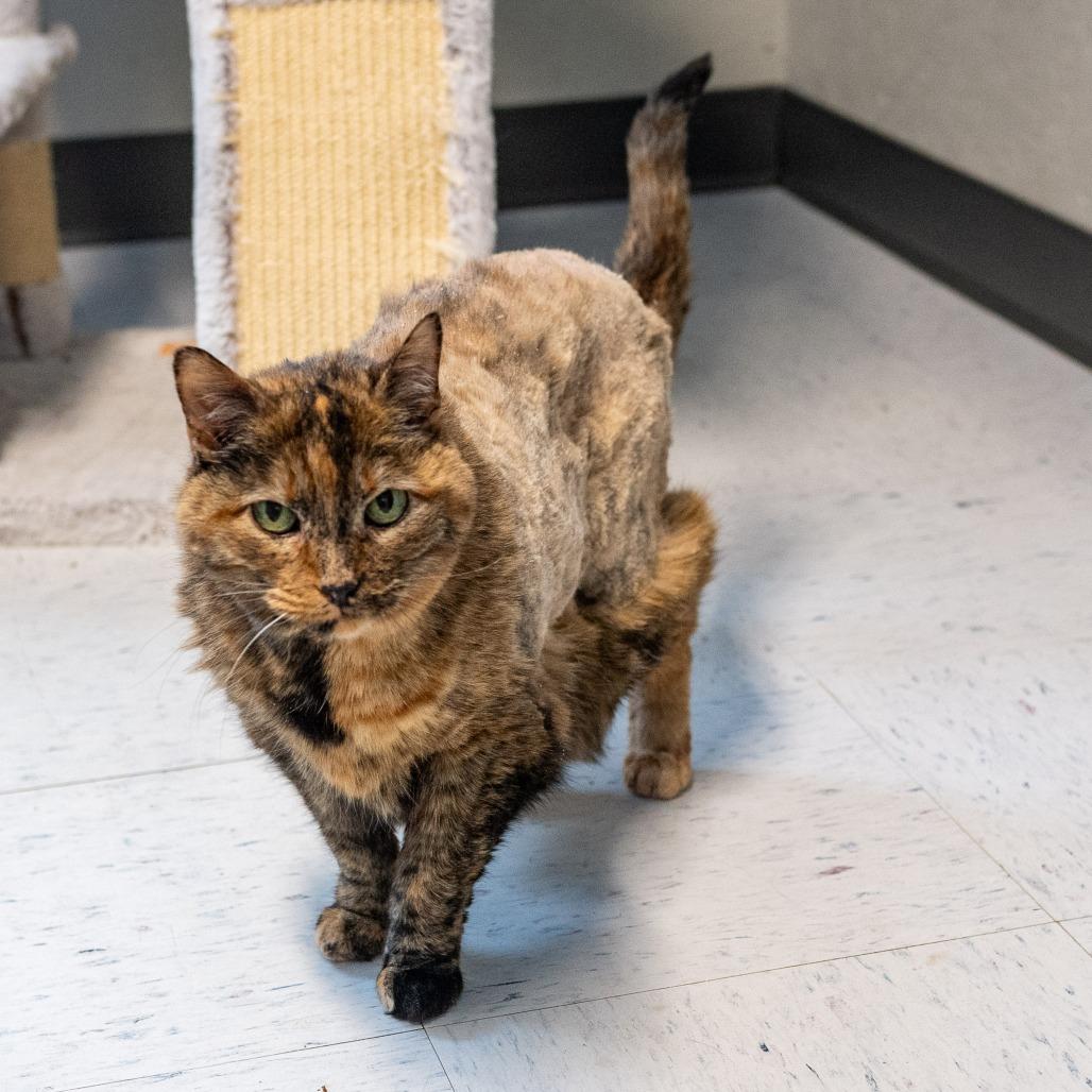 Enlarge Sally *Bonded w/ Creepy*, a Adoptable Domestic Short Hair in Kennebunk, ME image 2/6