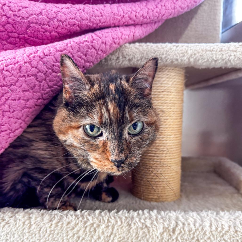 Enlarge Sally *Bonded w/ Creepy*, a Adoptable Domestic Short Hair in Kennebunk, ME image 3/6