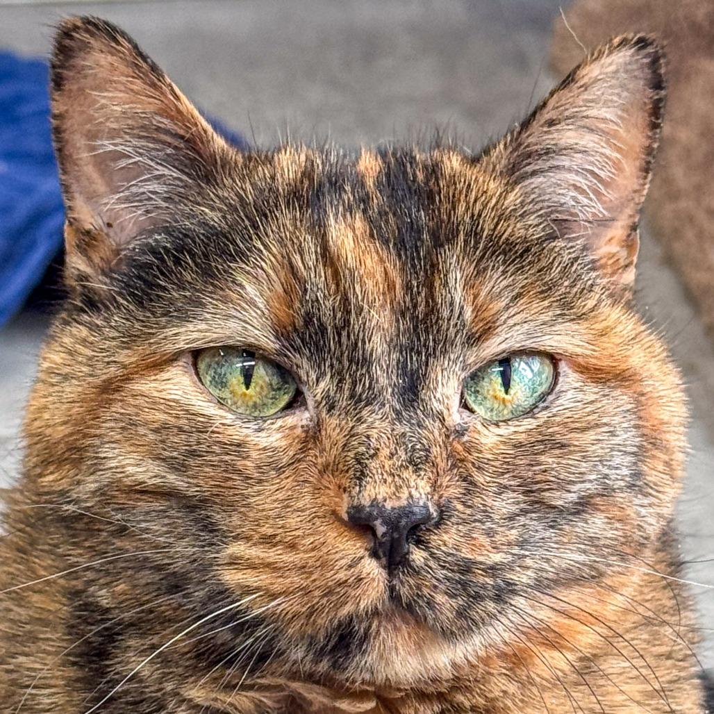 Enlarge Sally *Bonded w/ Creepy*, a Adoptable Domestic Short Hair in Kennebunk, ME image 4/6