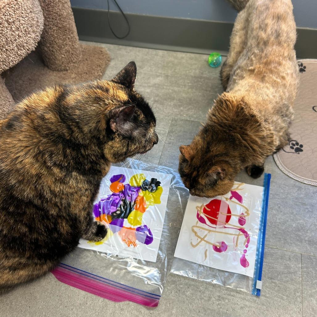 Enlarge Sally *Bonded w/ Creepy*, a Adoptable Domestic Short Hair in Kennebunk, ME image 5/6