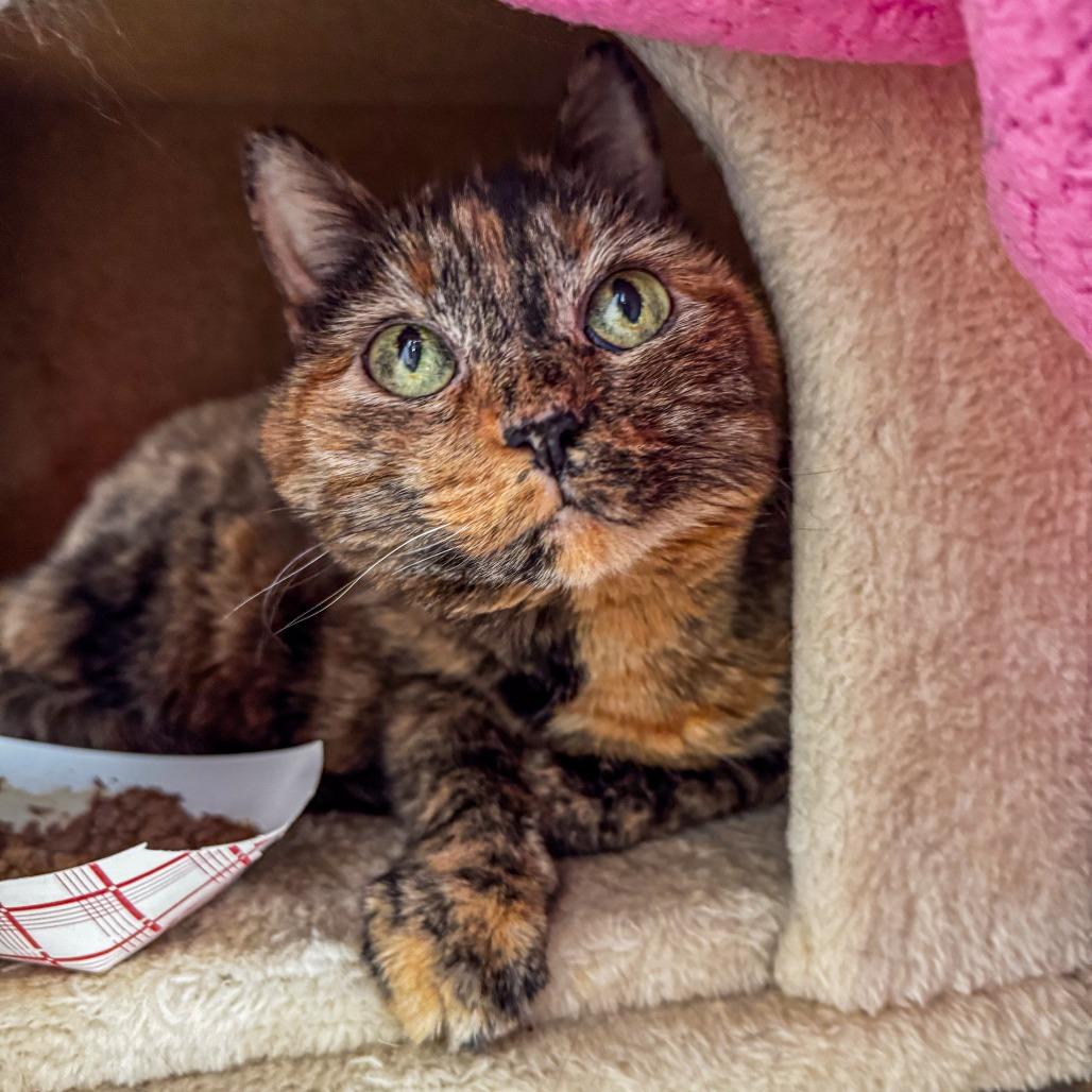 Enlarge Sally *Bonded w/ Creepy*, a Adoptable Domestic Short Hair in Kennebunk, ME image 6/6