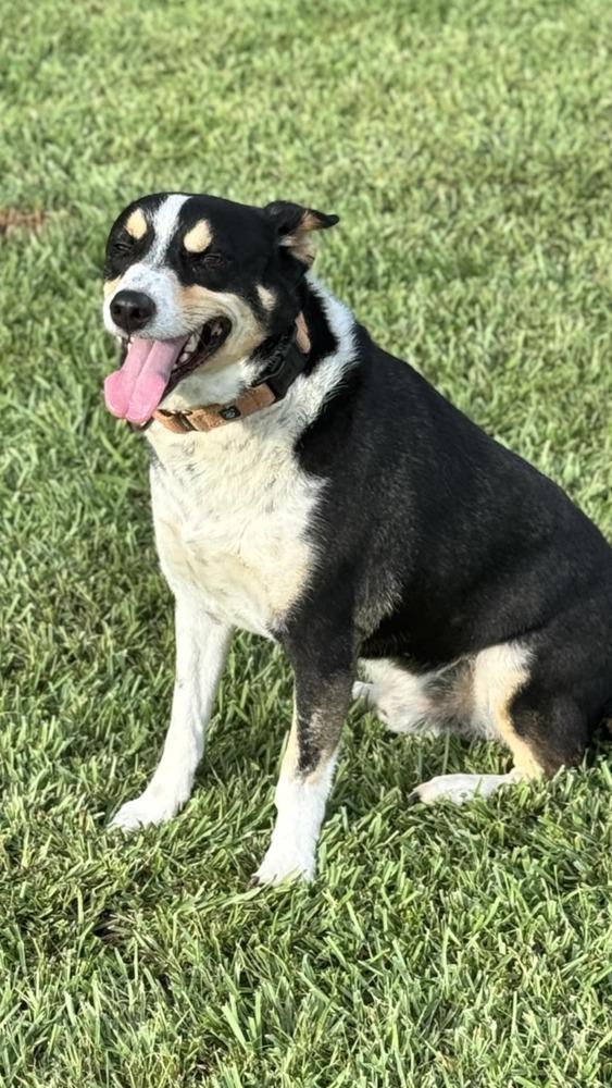 Enlarge Clyve, a Adoptable mixed breed in Scott, LA image 1/6