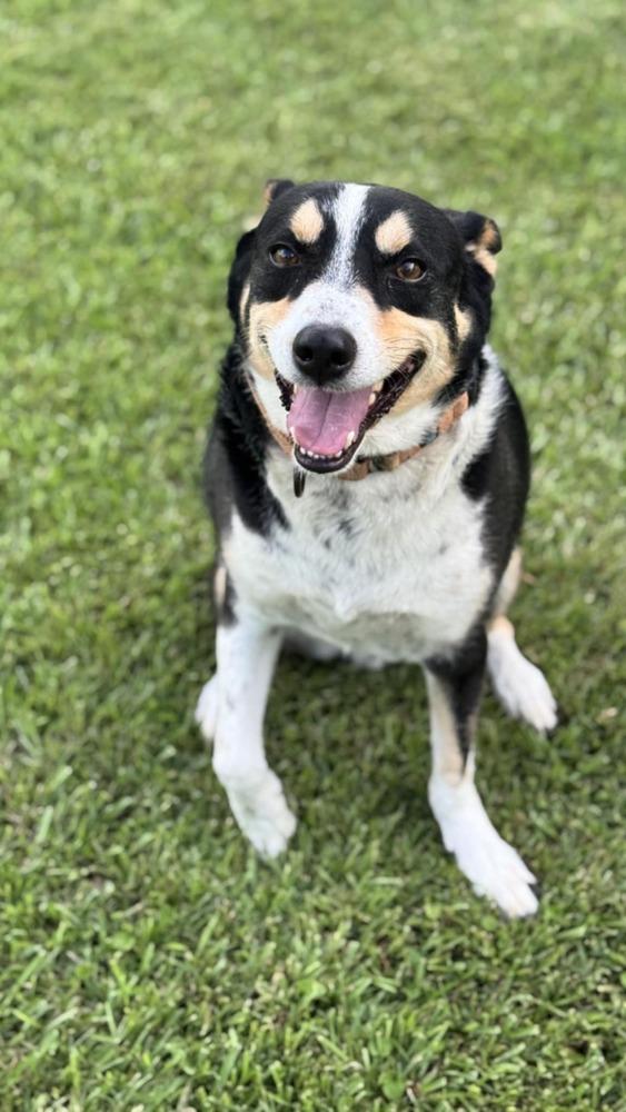 Enlarge Clyve, a Adoptable mixed breed in Scott, LA image 2/6