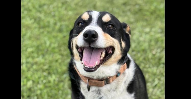 Enlarge Clyve, a Adoptable mixed breed in Scott, LA image 3/6