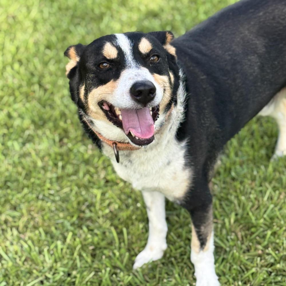 Enlarge Clyve, a Adoptable mixed breed in Scott, LA image 4/6