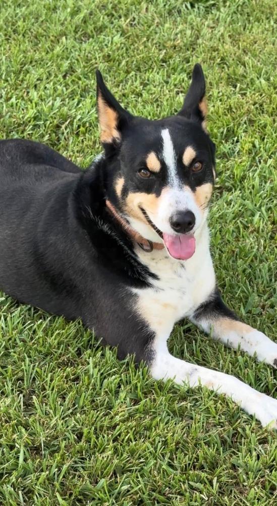 Enlarge Clyve, a Adoptable mixed breed in Scott, LA image 5/6