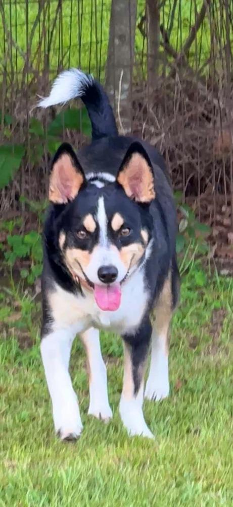 Enlarge Clyve, a Adoptable mixed breed in Scott, LA image 6/6