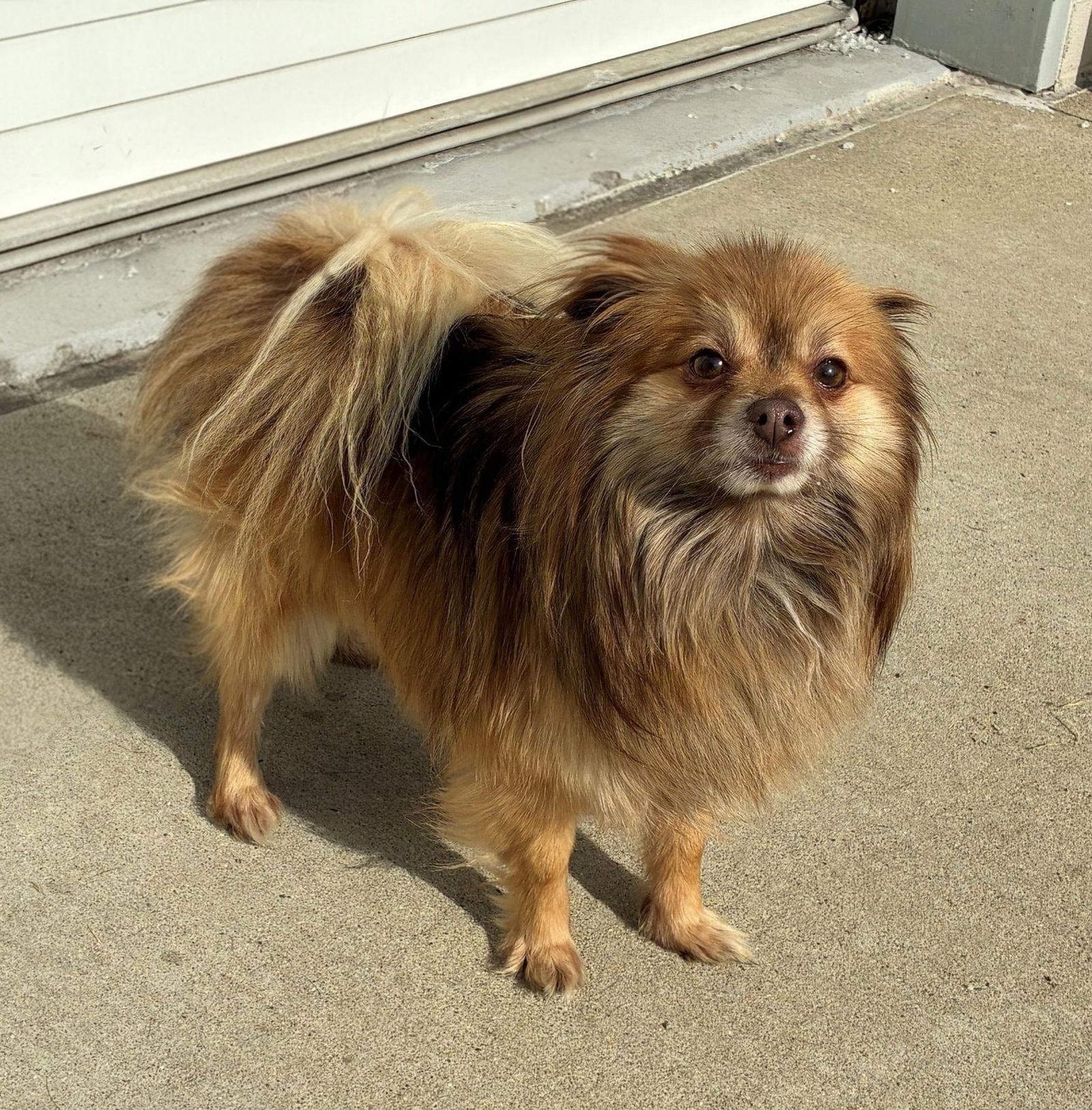 Spike, Adoptable, Adult Male Pomeranian.