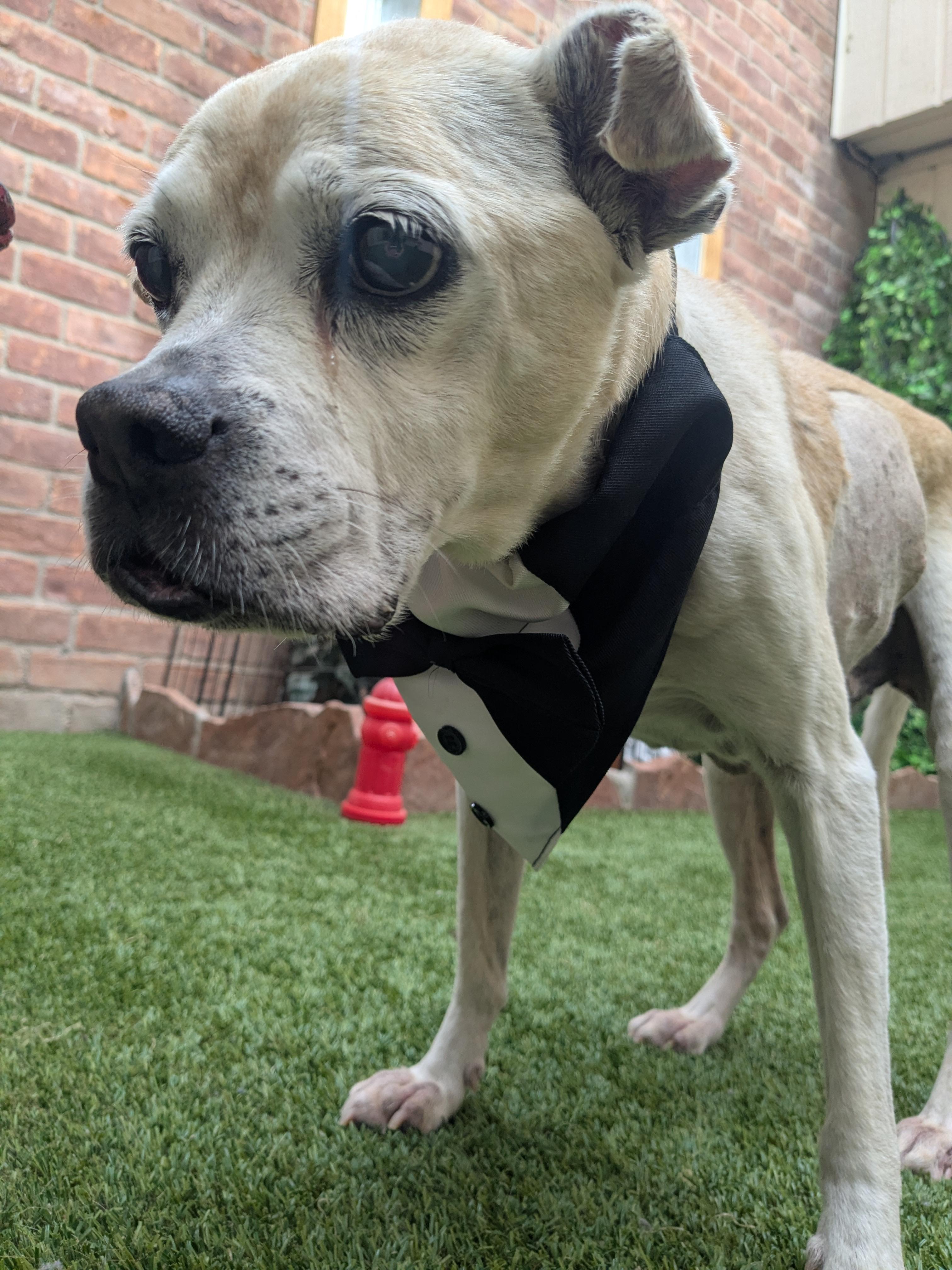 Walter, an adoptable Puggle in Jersey City, NJ, 07303 | Photo Image 2