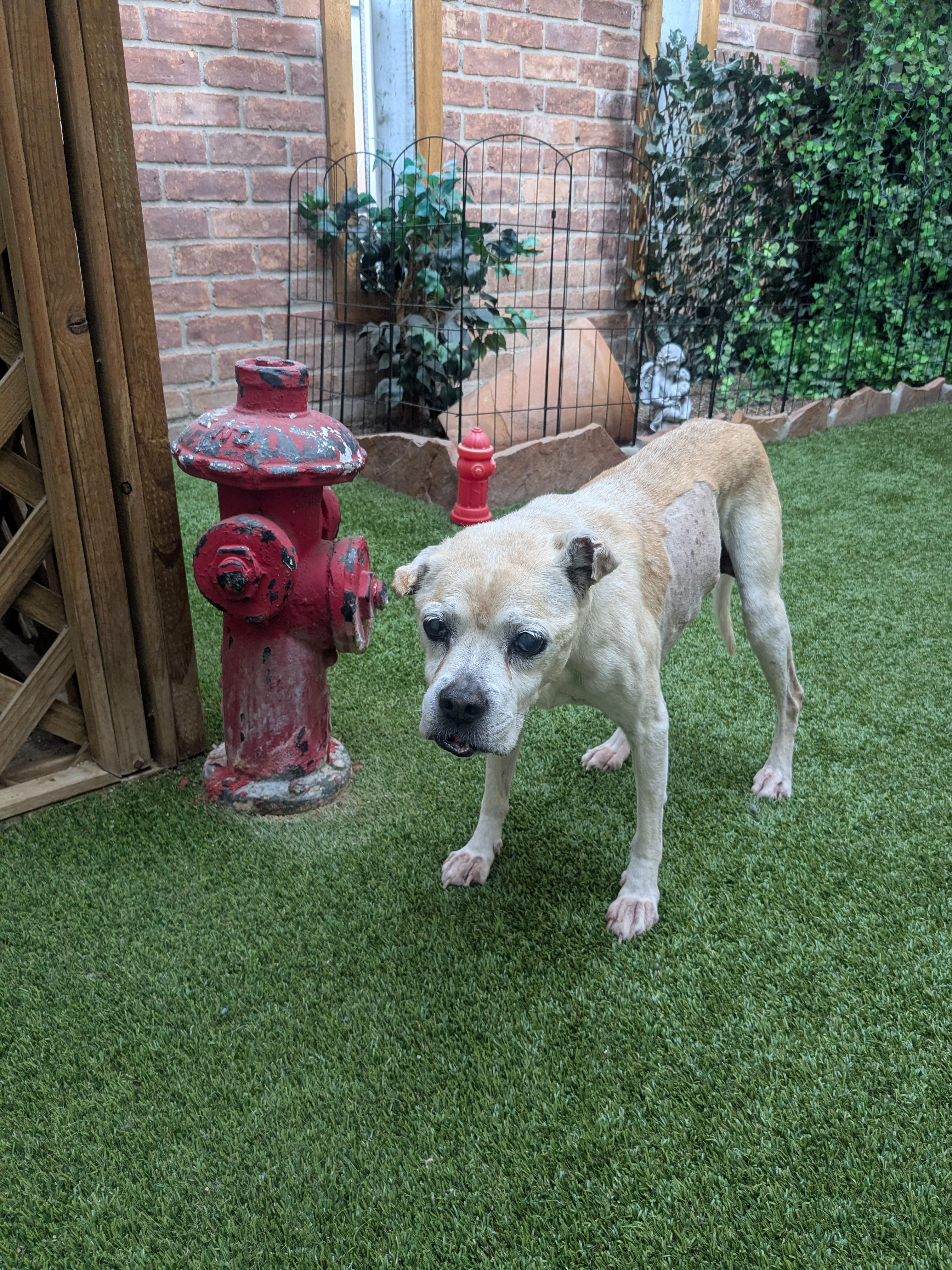 Walter, an adoptable Puggle in Jersey City, NJ, 07303 | Photo Image 3