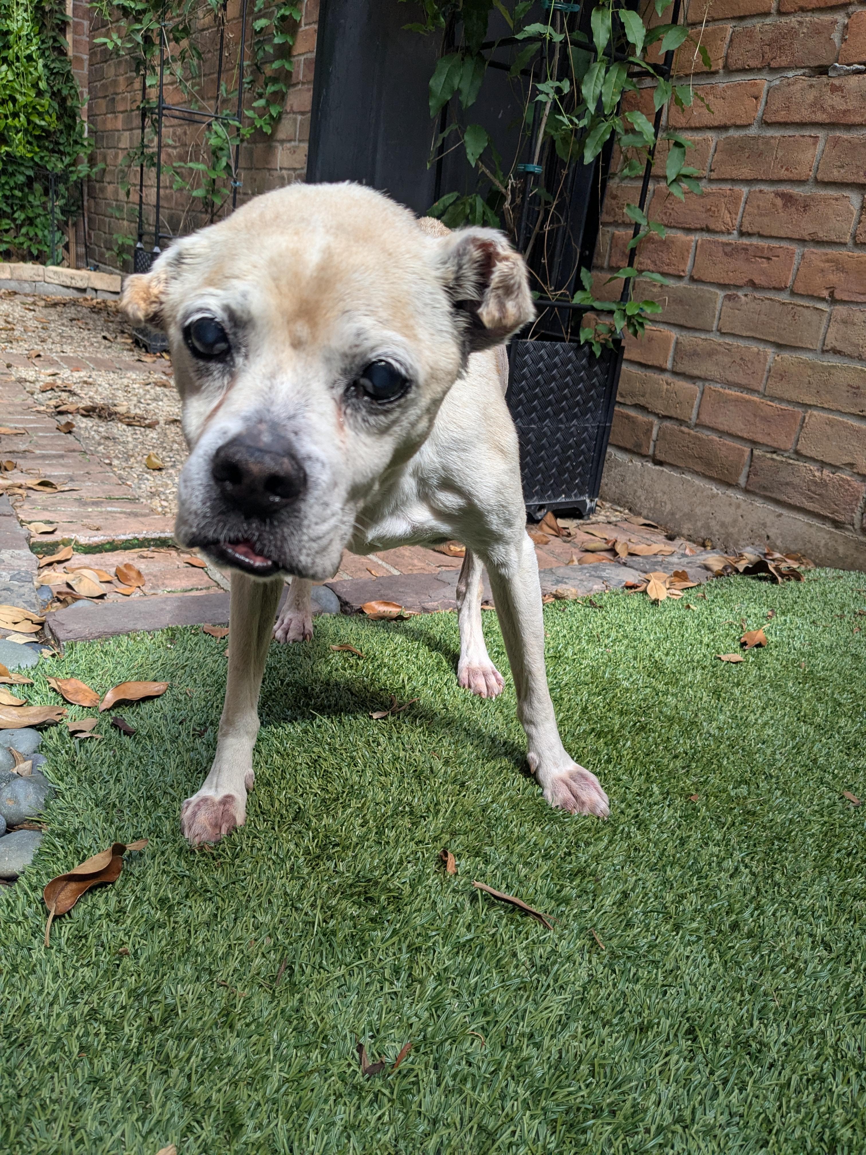 Walter, an adoptable Puggle in Jersey City, NJ, 07303 | Photo Image 5