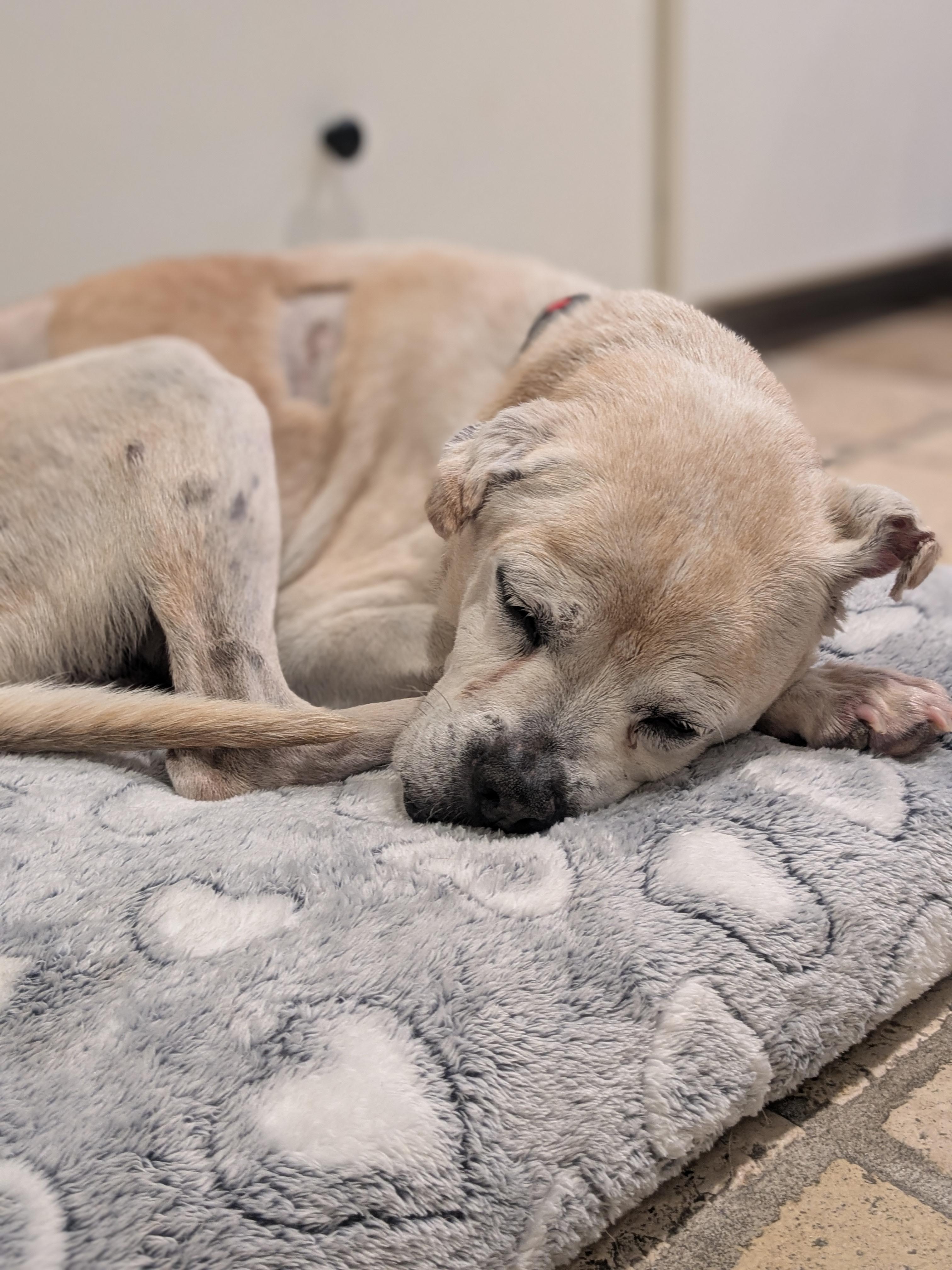 Walter, an adoptable Puggle in Jersey City, NJ, 07303 | Photo Image 6