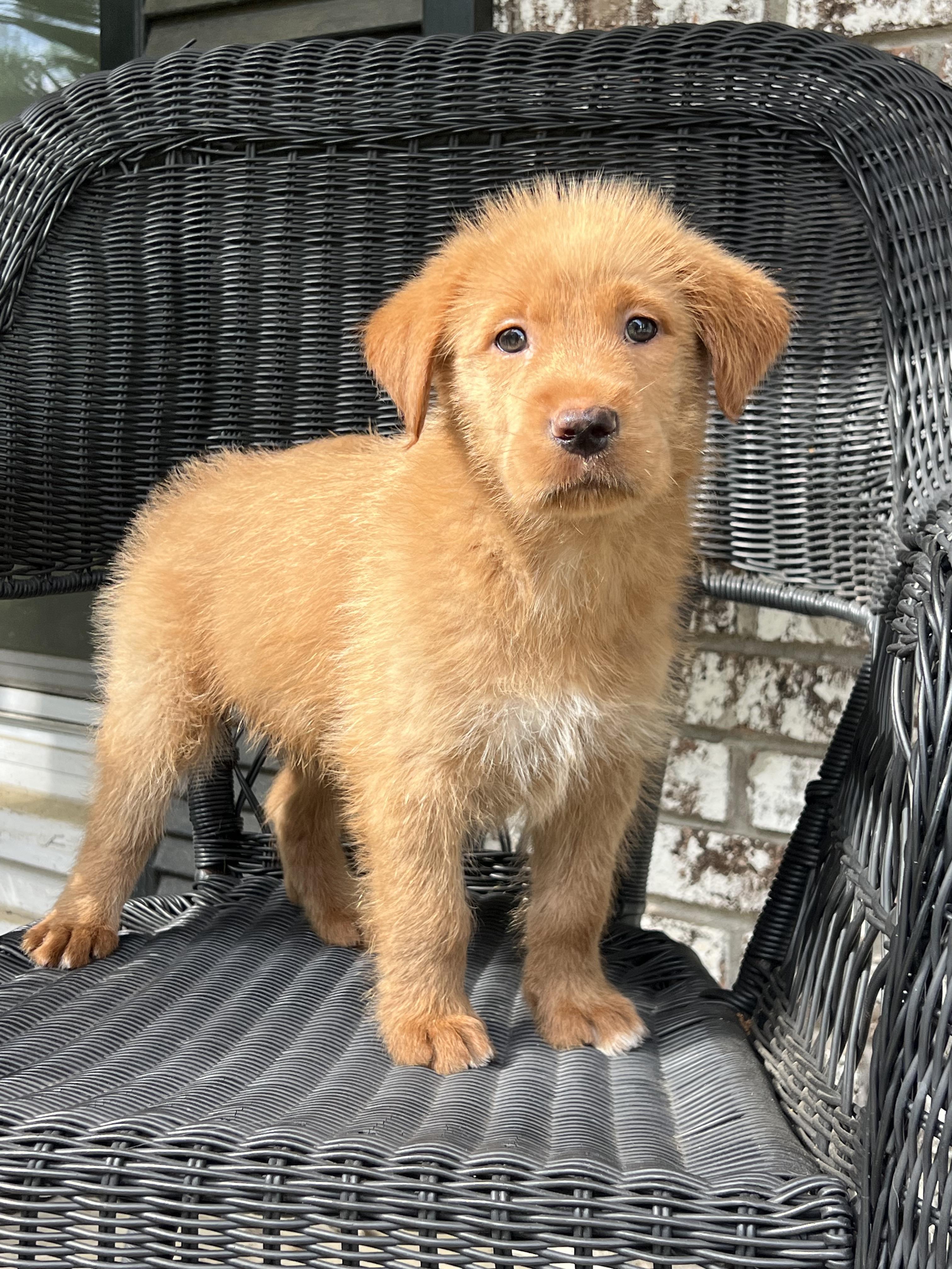 Enlarge Sage, a ADOPTABLE mixed breed in Mt Pleasant, SC image 4/5