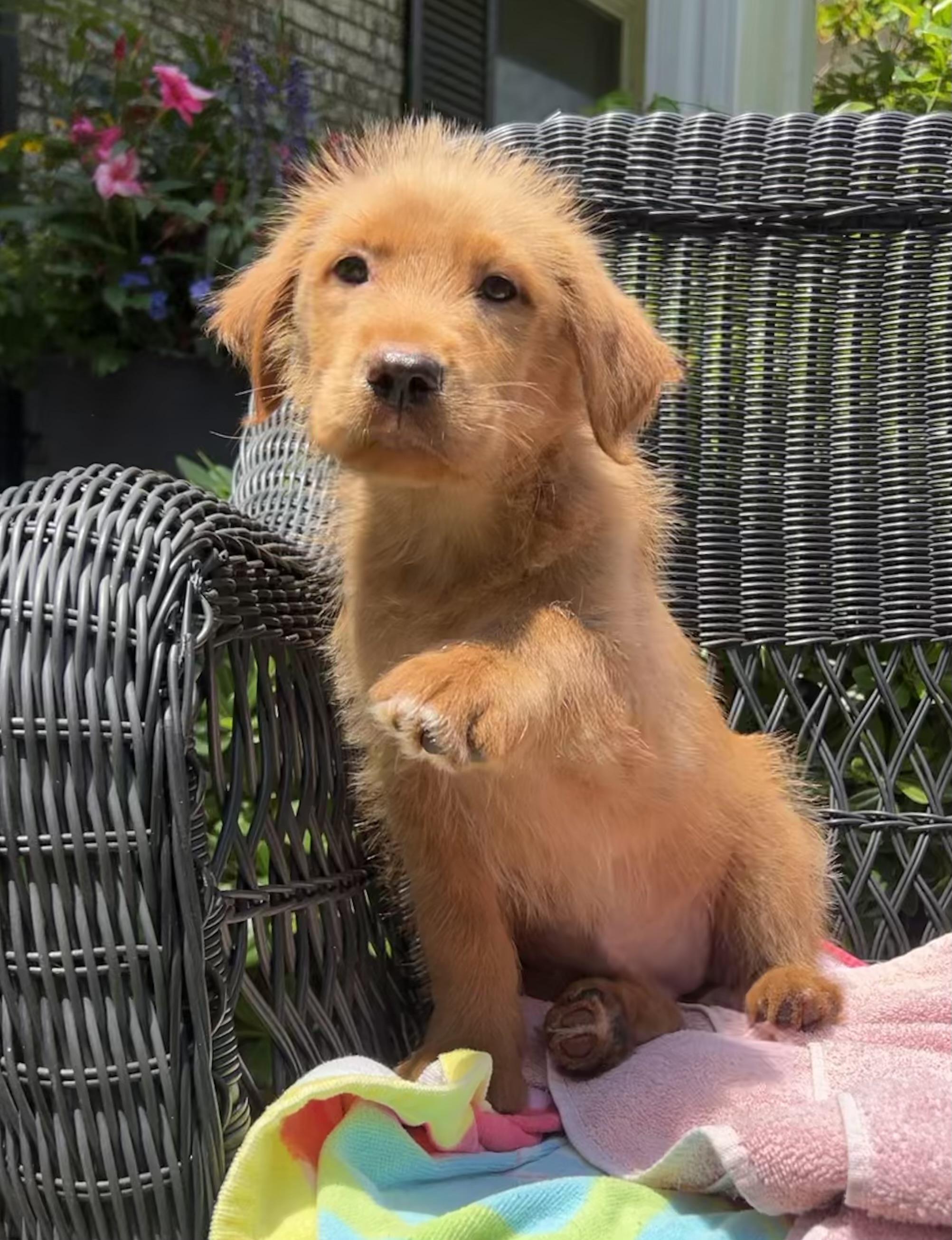 Sage, a ADOPTABLE mixed breed in Mt Pleasant, SC image 6/6