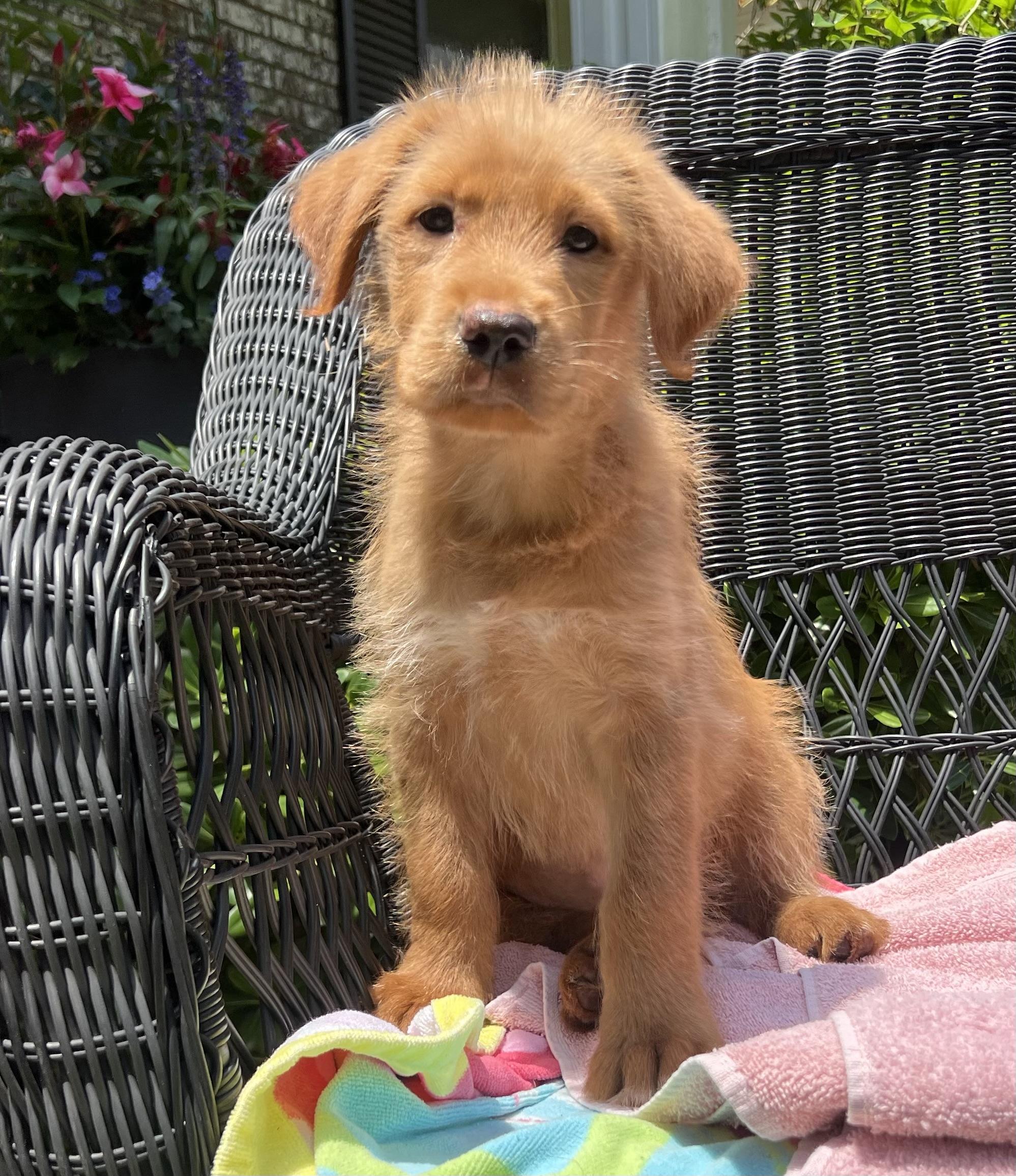 Sage, a ADOPTABLE mixed breed in Mt Pleasant, SC image 4/6