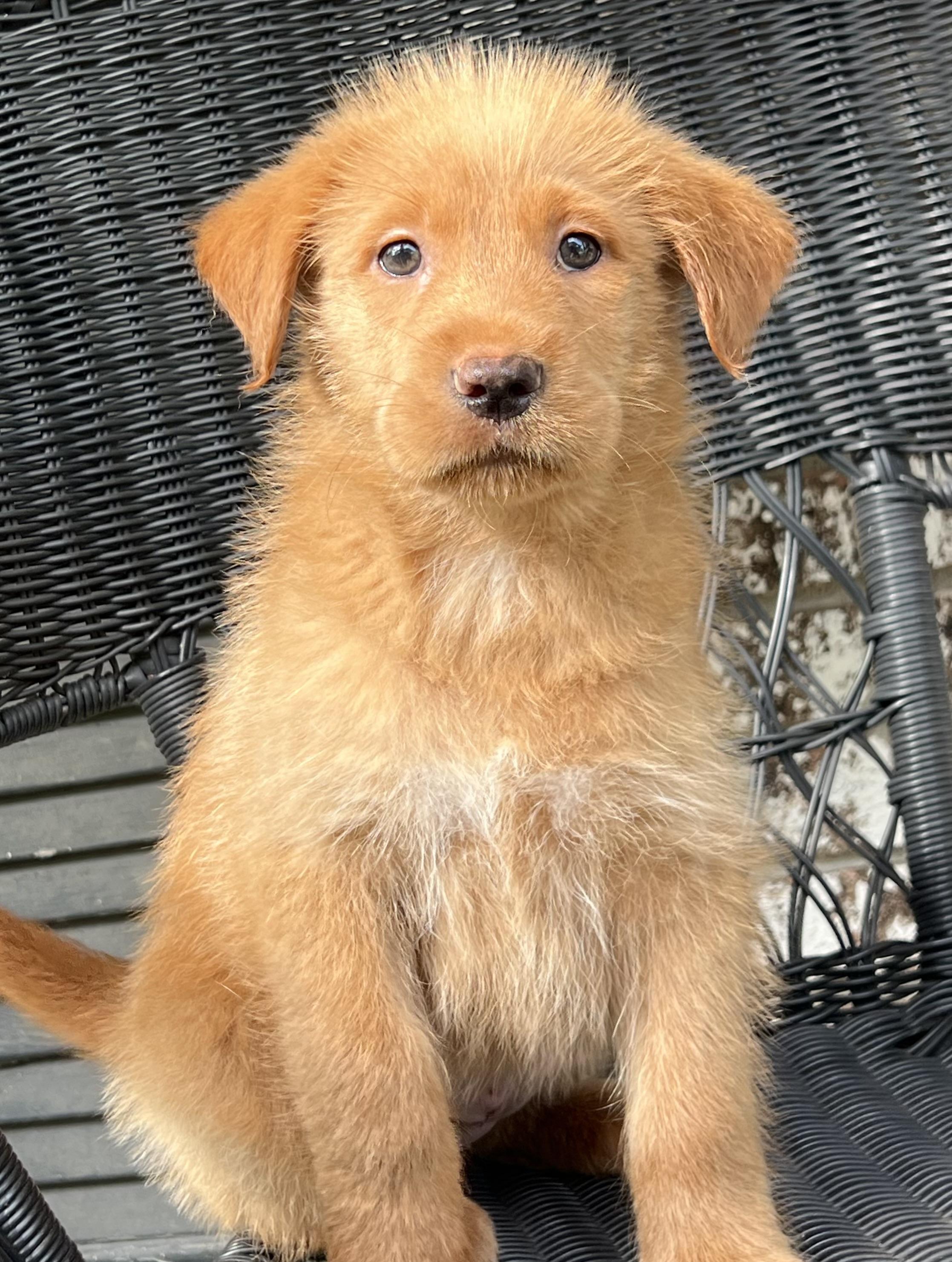 Enlarge Sage, a ADOPTABLE mixed breed in Mt Pleasant, SC image 2/5