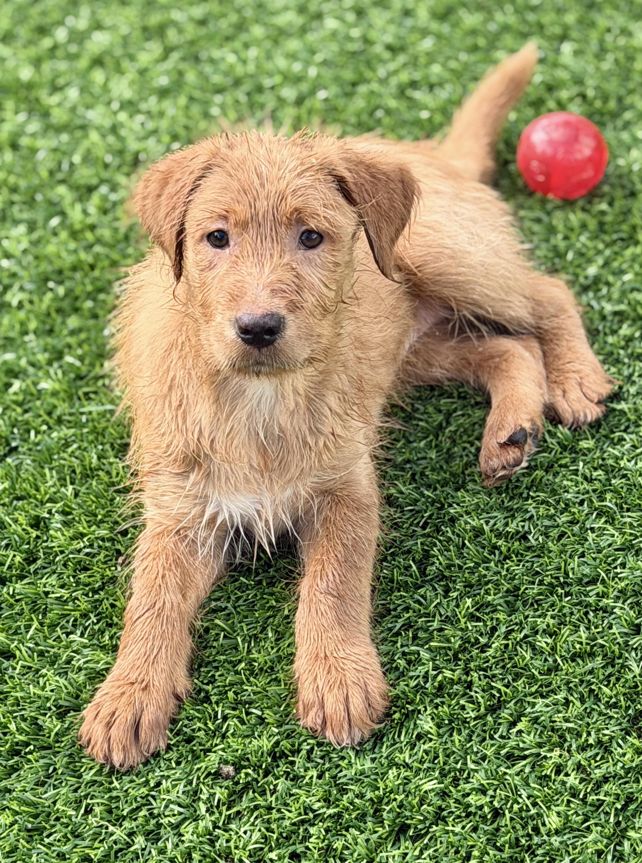 Sage, a ADOPTABLE mixed breed in Mt Pleasant, SC image 3/6