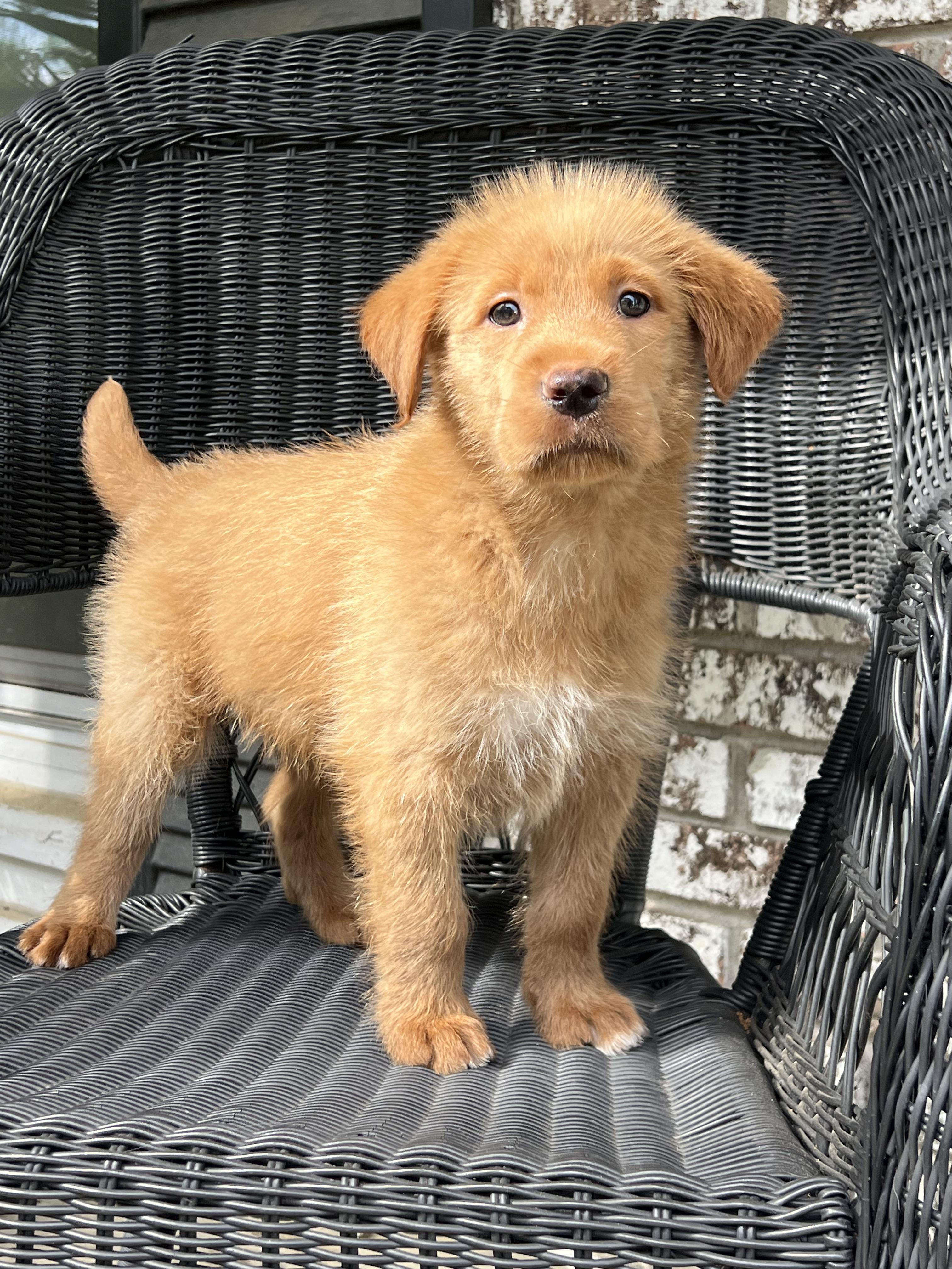 Enlarge Sage, a ADOPTABLE mixed breed in Mt Pleasant, SC image 5/5