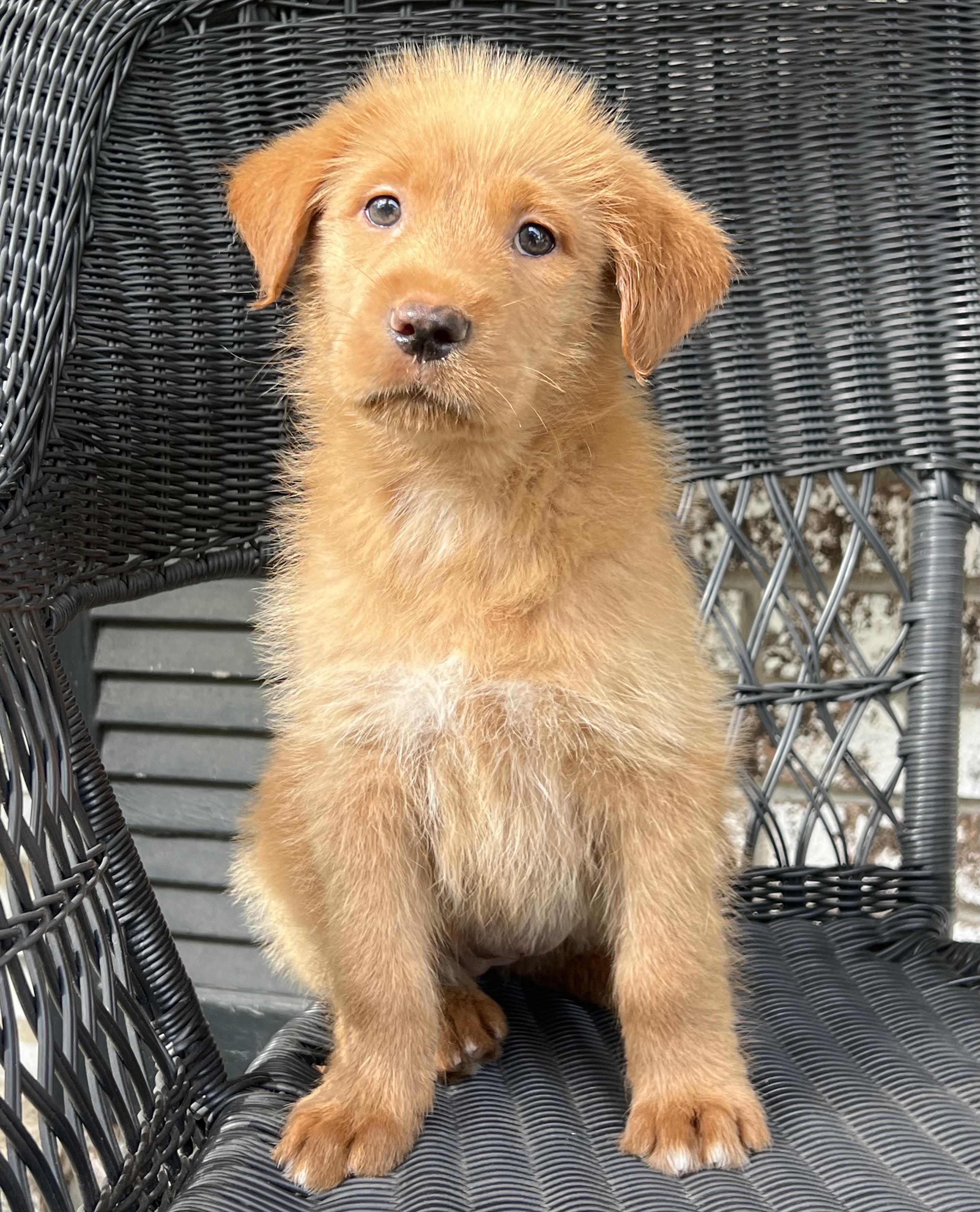 Sage, ADOPTABLE, Puppy Female Mixed Breed.