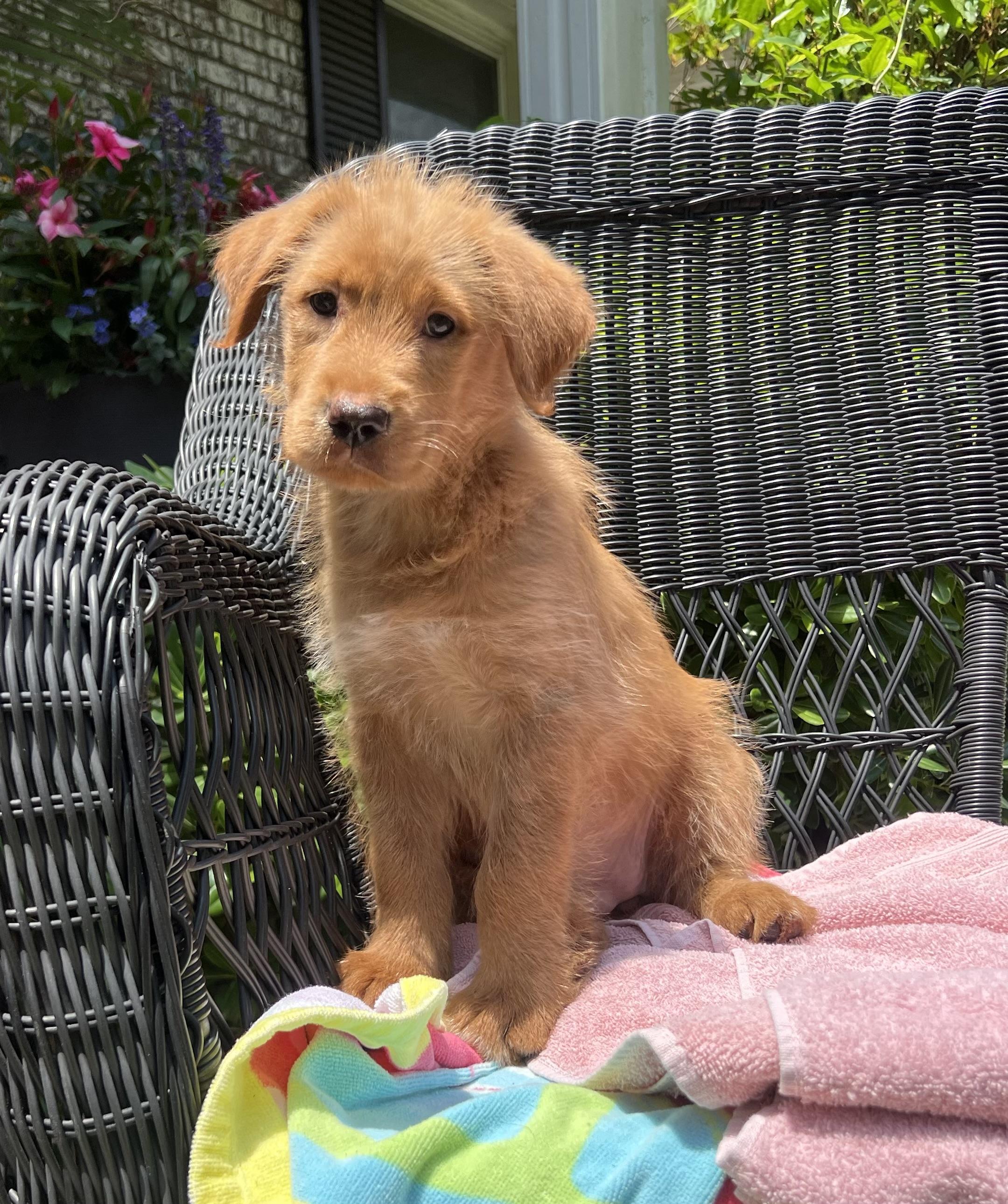 Sage, a ADOPTABLE mixed breed in Mt Pleasant, SC image 5/6