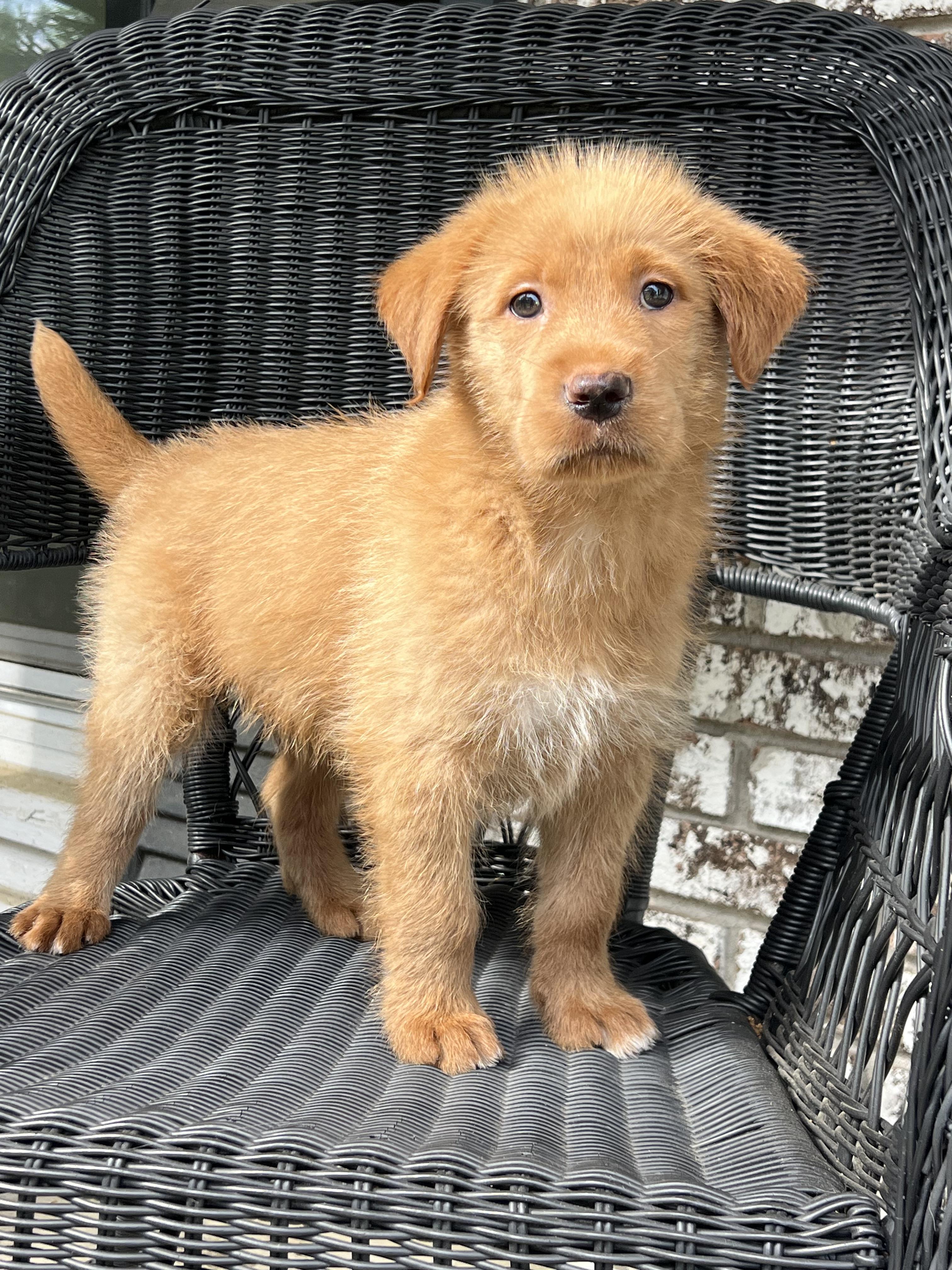 Enlarge Sage, a ADOPTABLE mixed breed in Mt Pleasant, SC image 3/5