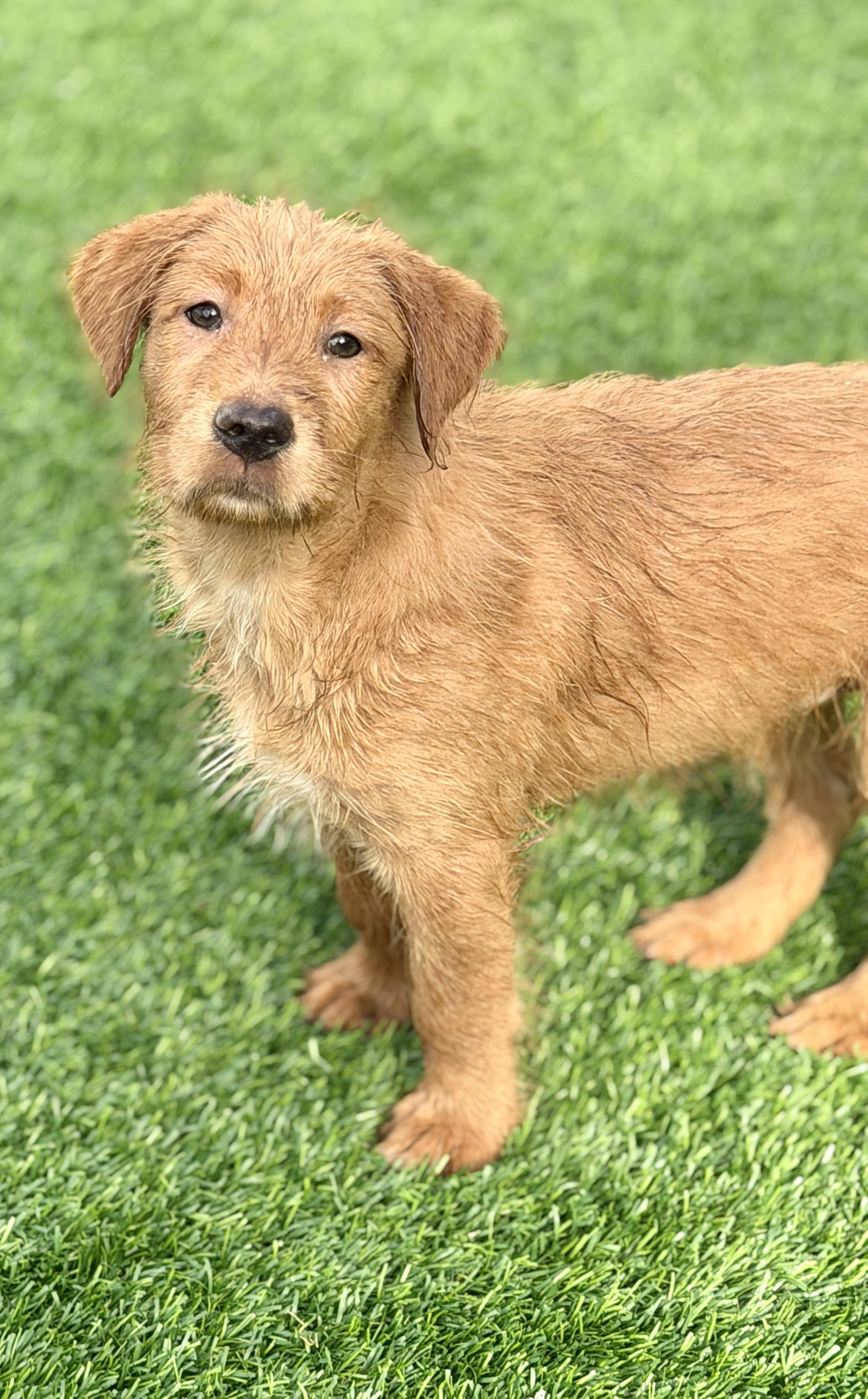 Sage, ADOPTABLE, Puppy Female Mixed Breed.