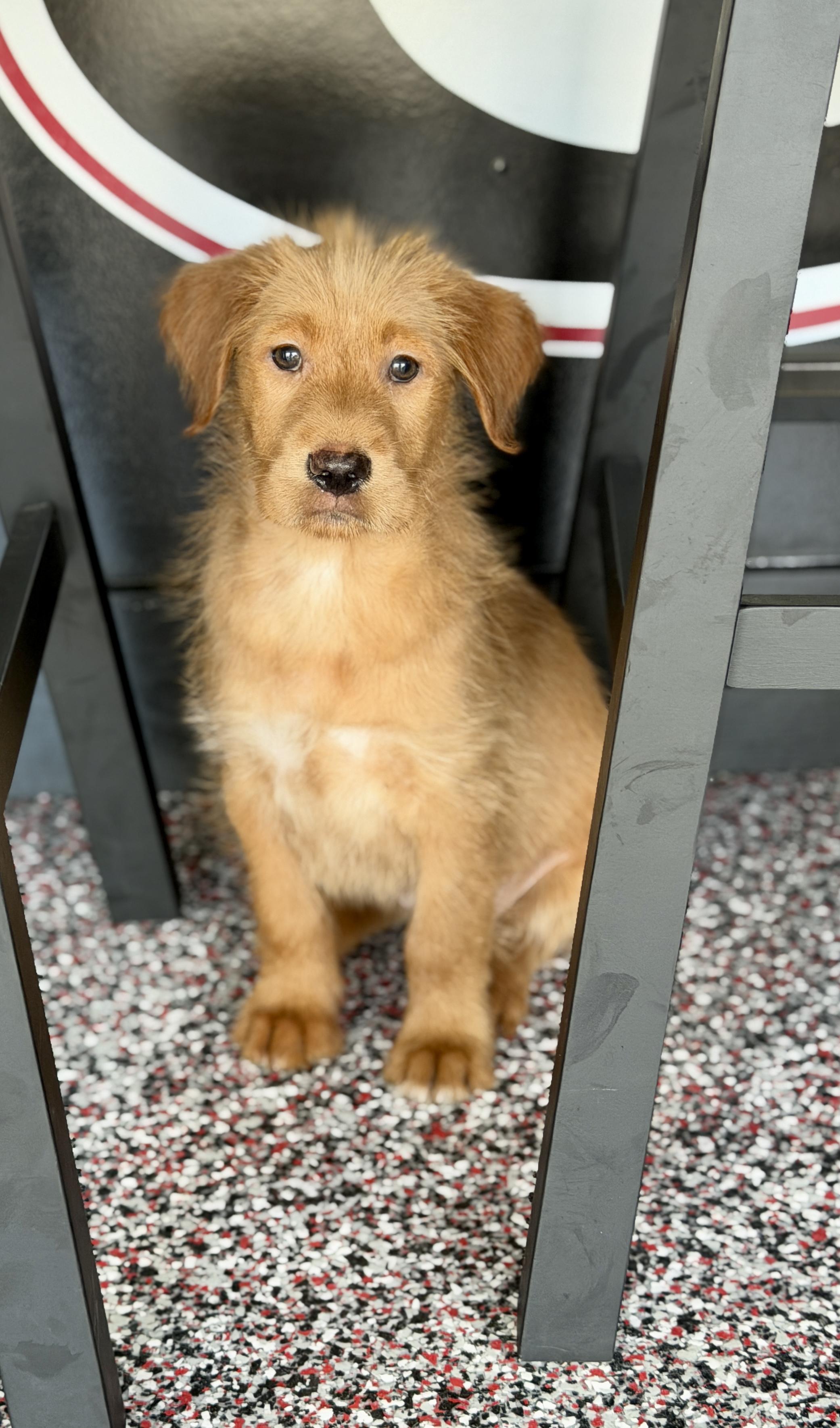 Sage, a ADOPTABLE mixed breed in Mt Pleasant, SC image 2/6