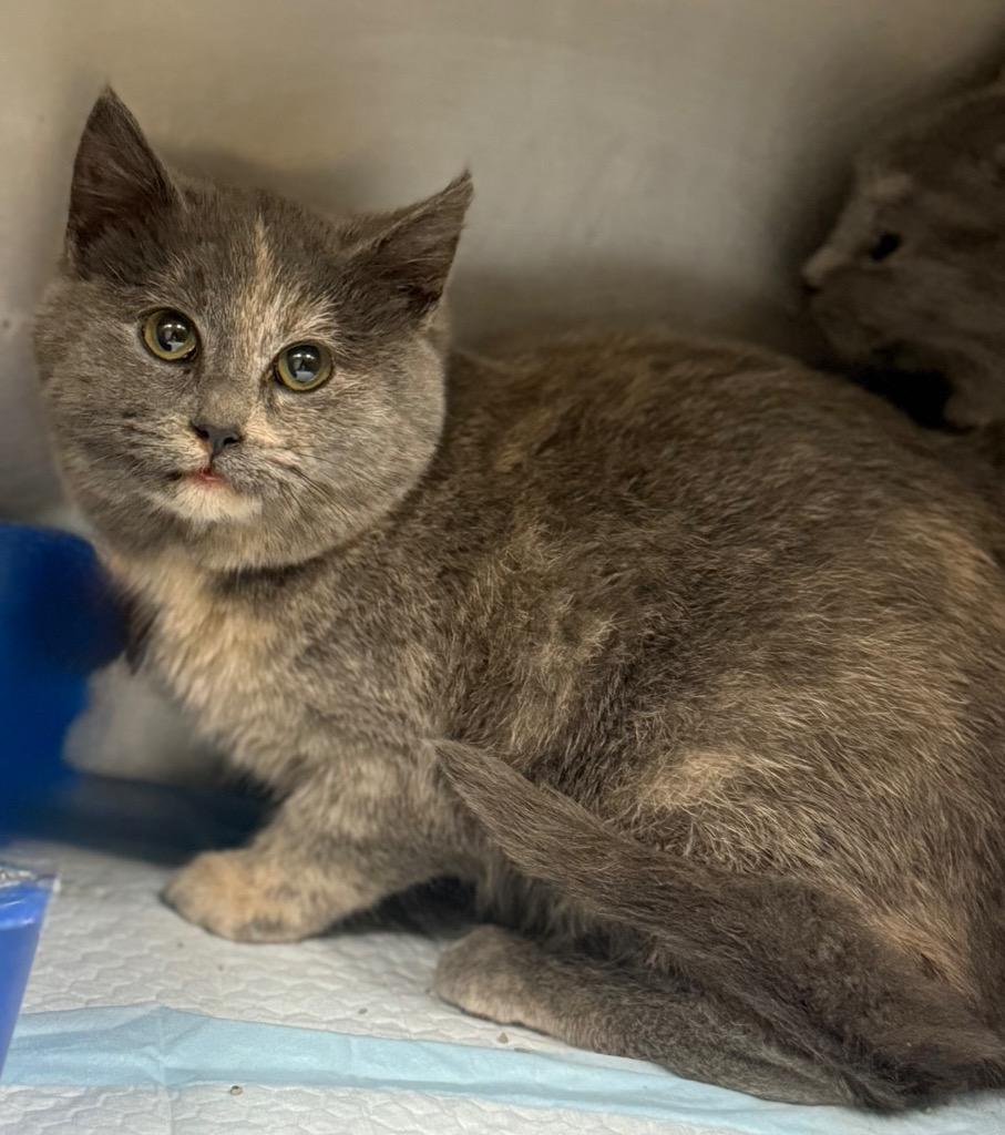 Enlarge Jordyn, a Adoptable mixed breed in North Vernon, IN image 1/1