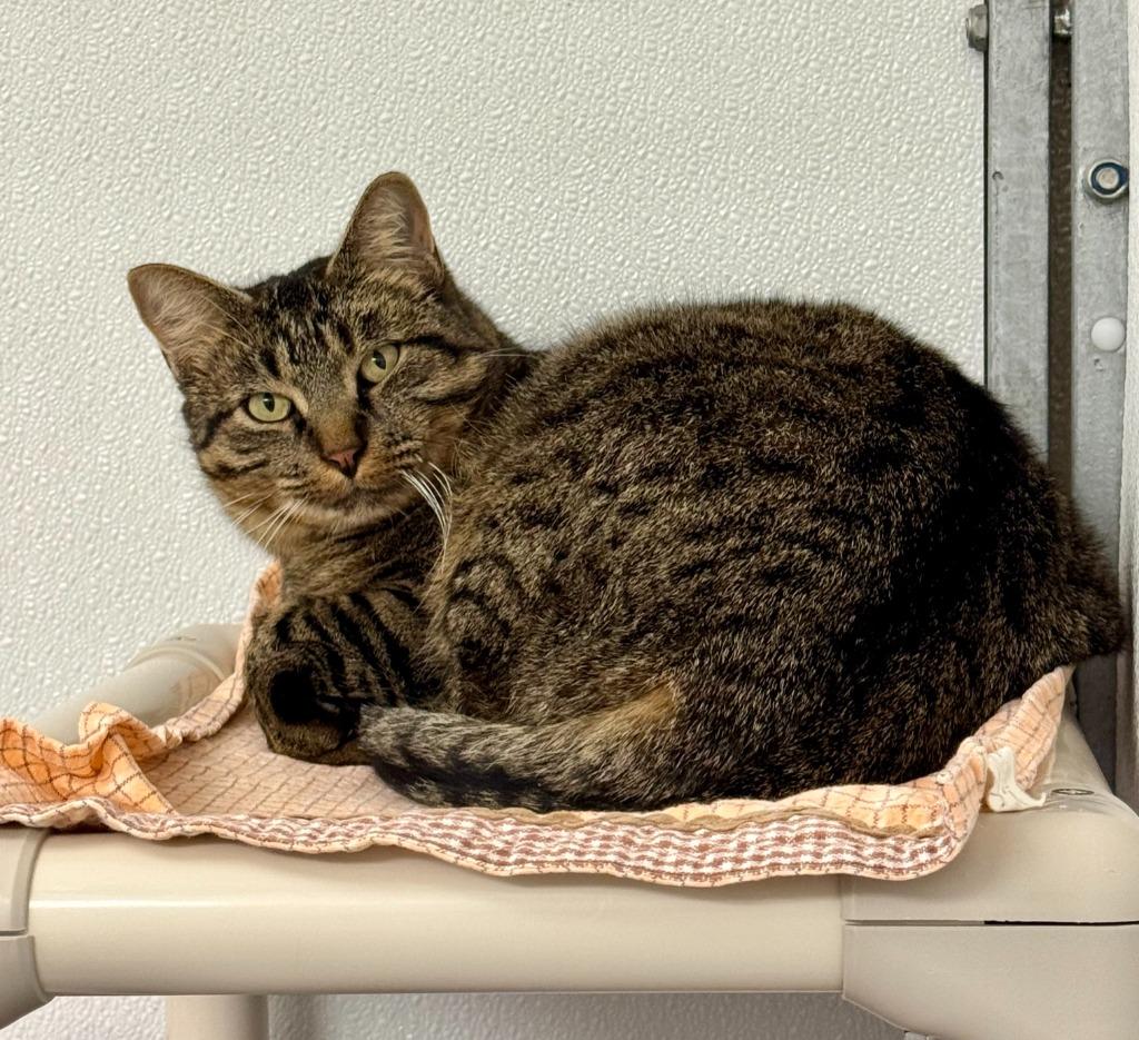 Winchester, Adoptable, Adult Male Domestic Short Hair.