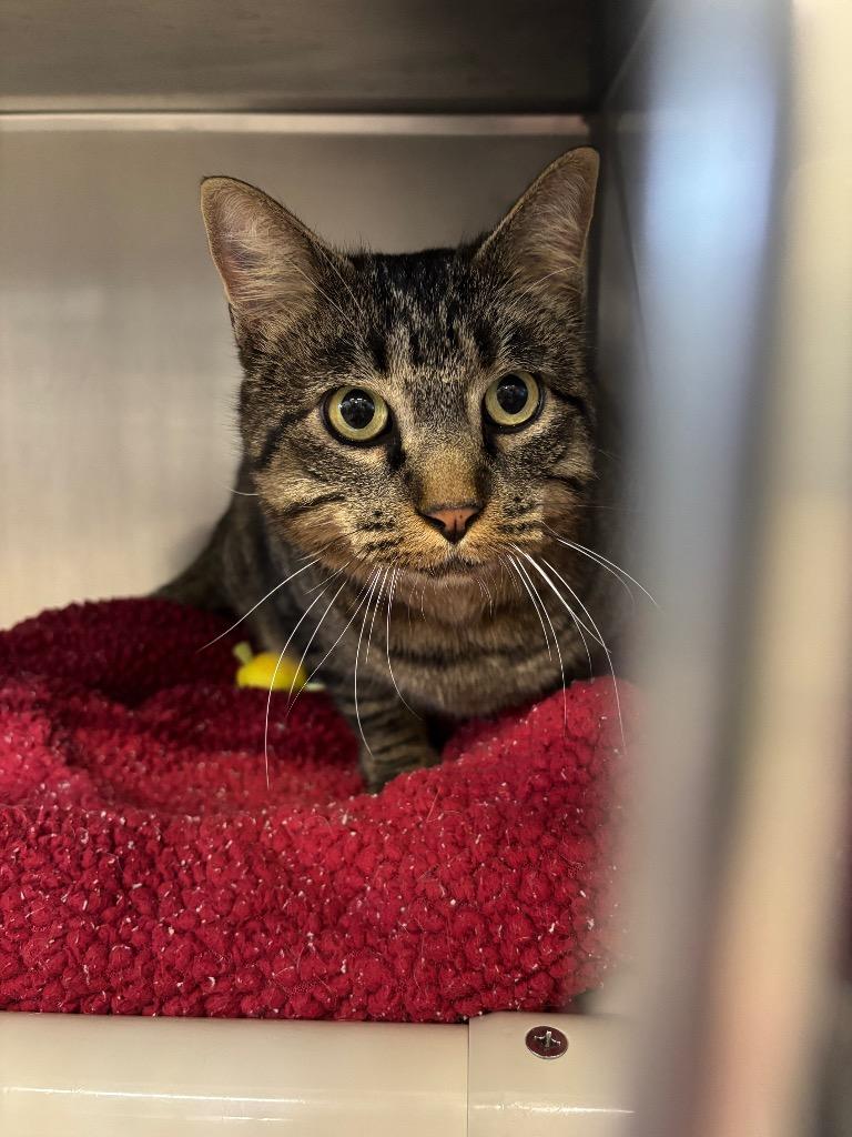 Winchester, a Adoptable mixed breed in Gillette, WY image 2/2