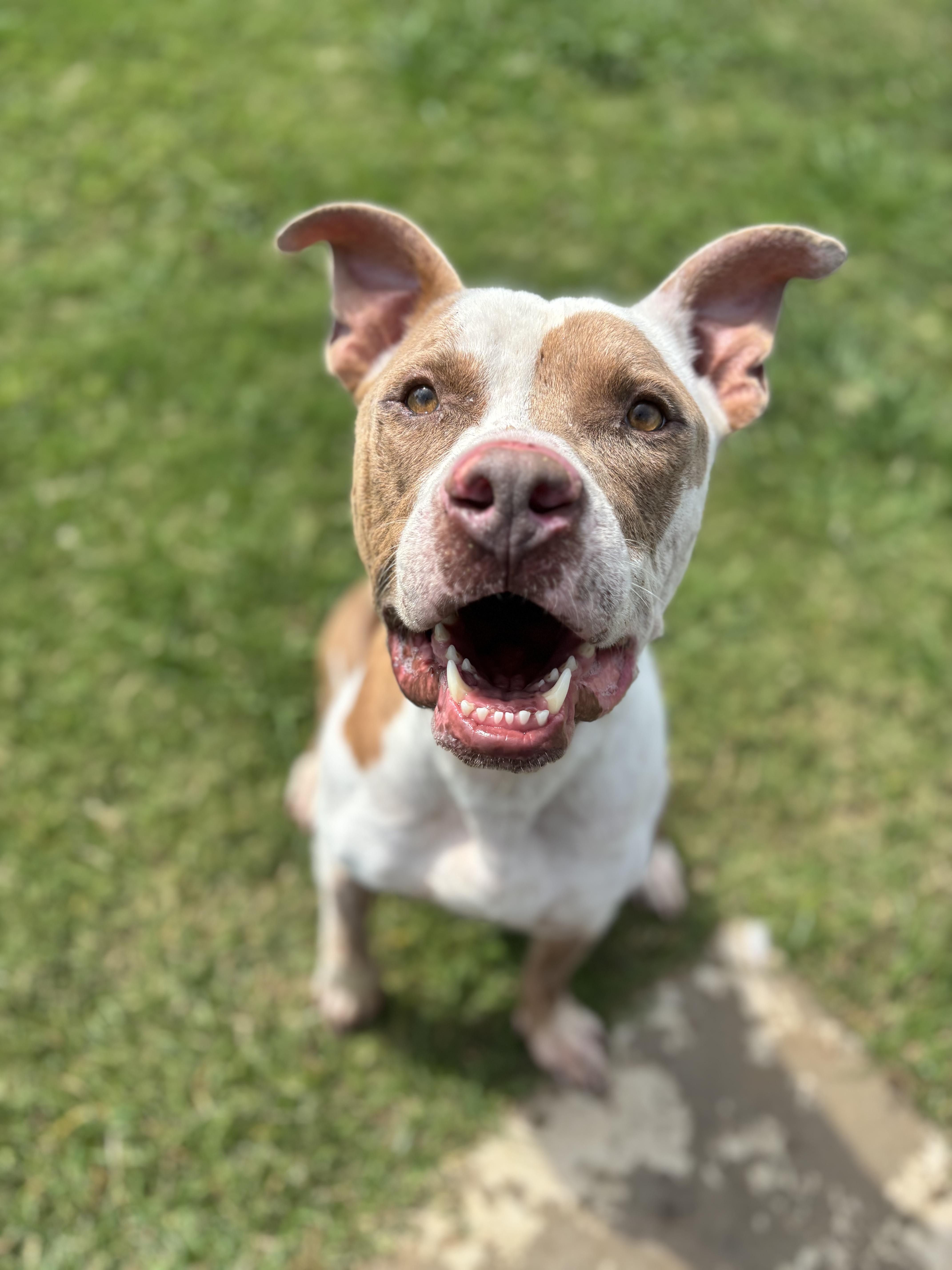 Enlarge Roscoe, a Adoptable American Staffordshire Terrier in Evans City, PA image 6/6