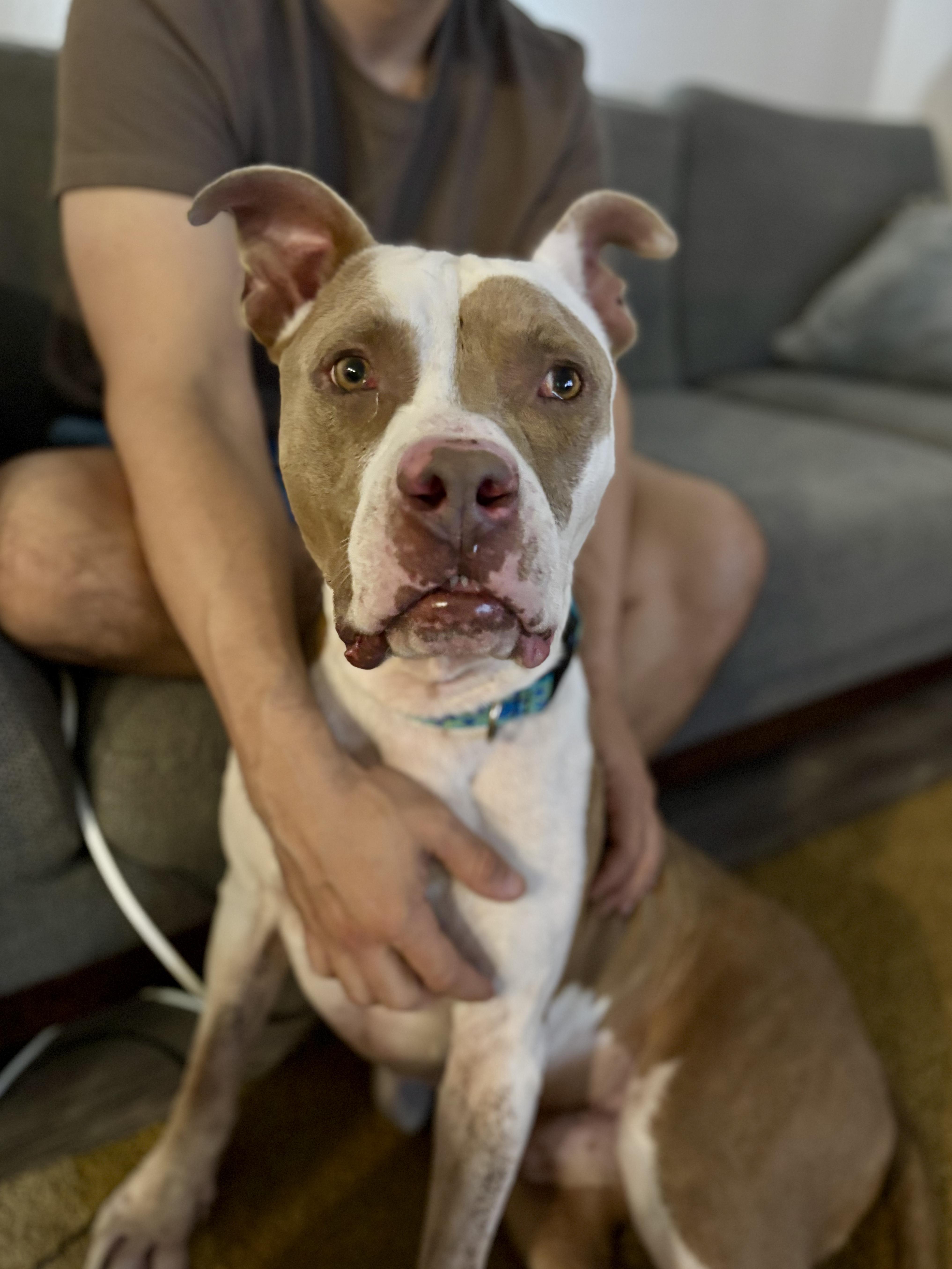Enlarge Roscoe, a Adoptable American Staffordshire Terrier in Evans City, PA image 4/6