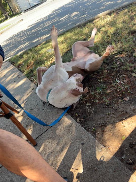 Enlarge Roscoe, a Adoptable American Staffordshire Terrier in Evans City, PA video 5/6